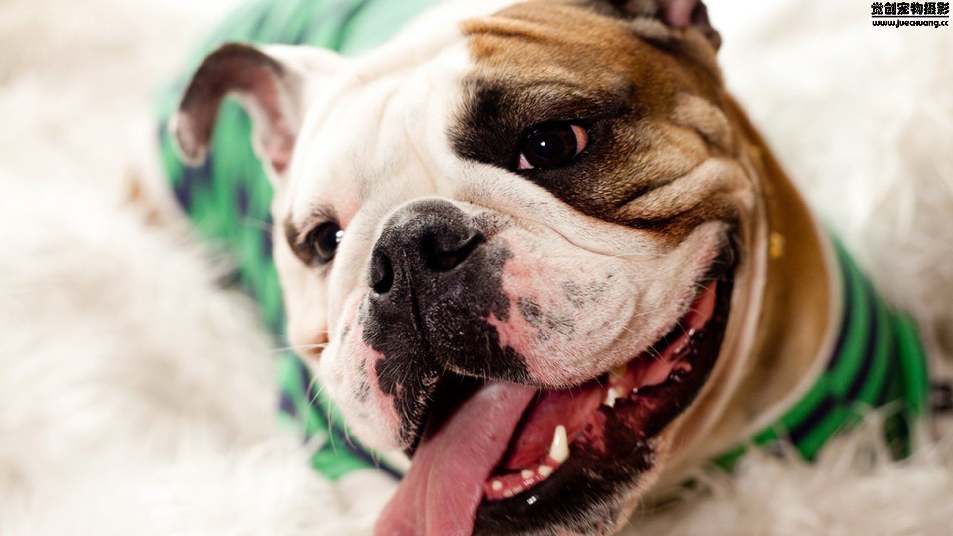 萌宠,汪星人,狗,可爱,卖萌,宠物,古灵精怪,觉创摄影,儿童桌面专用