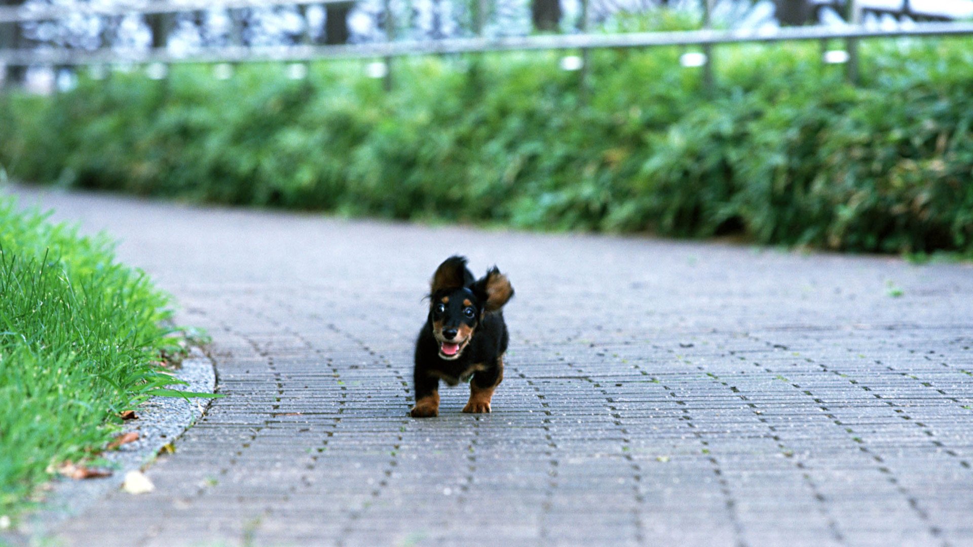 萌宠,汪星人,狗,可爱,卖萌图,儿童桌面专用