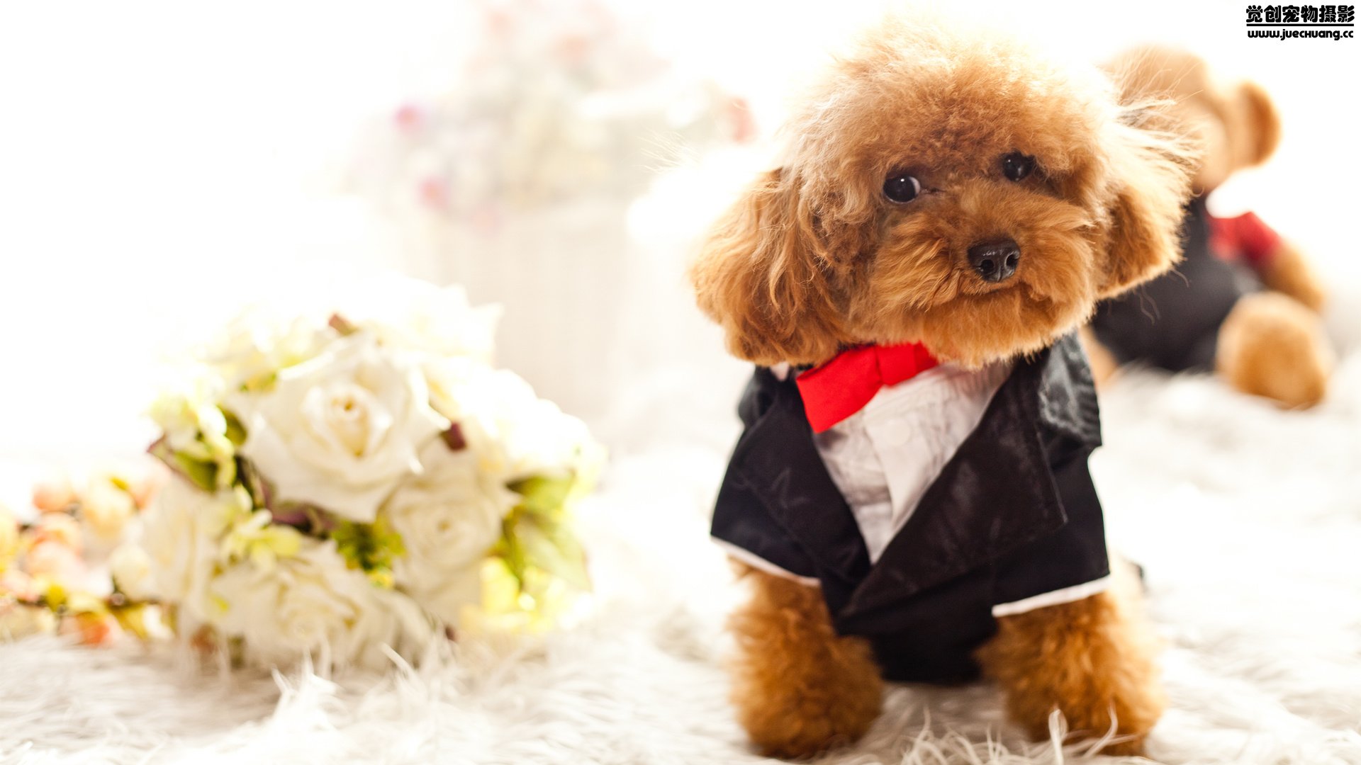 萌宠,汪星人,狗,可爱,卖萌,觉创摄影,@觉创摄影,儿童桌面专用