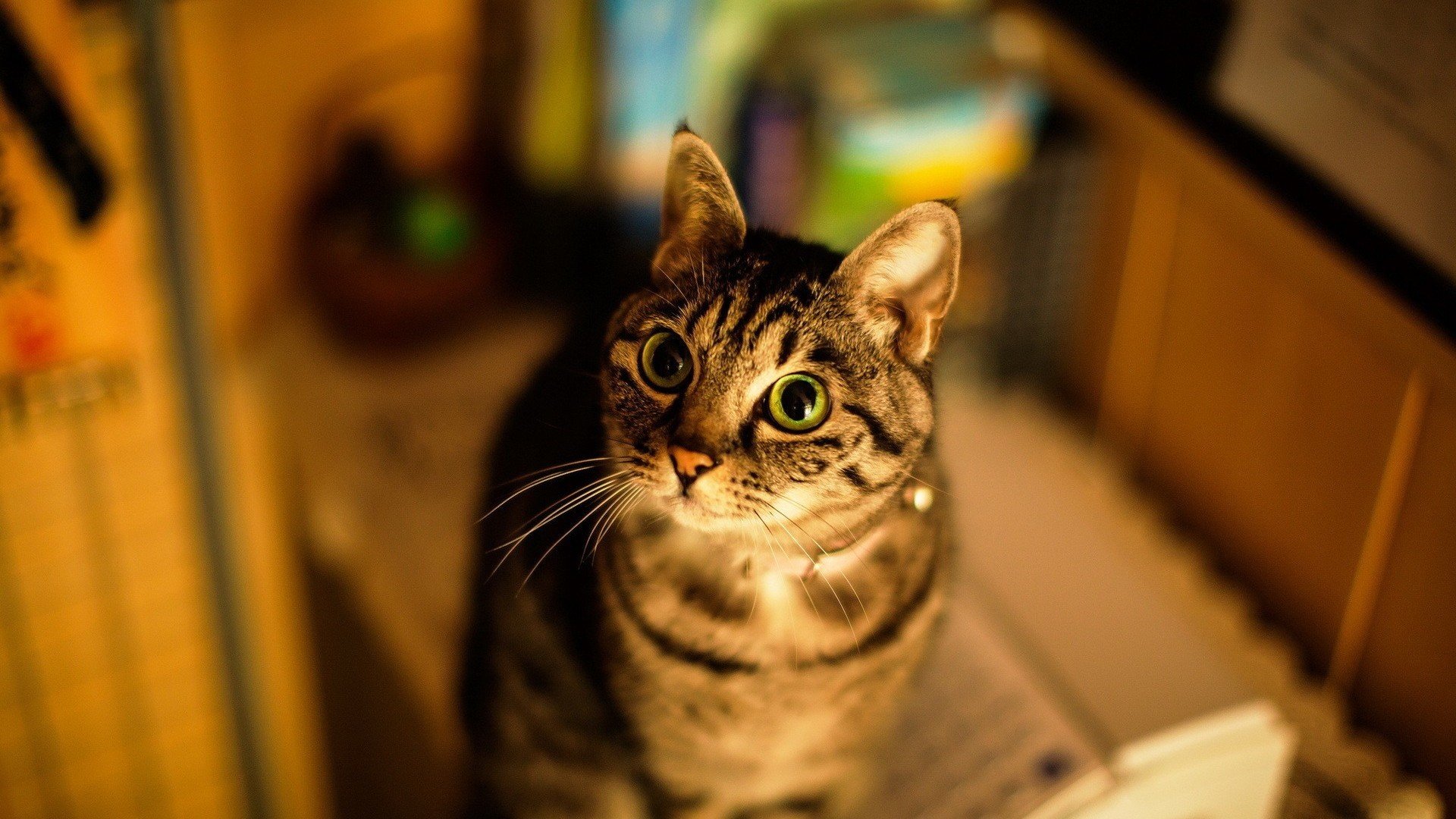 萌宠,喵星人,猫,古灵精怪,可爱,卖萌,宠物,儿童桌面专用