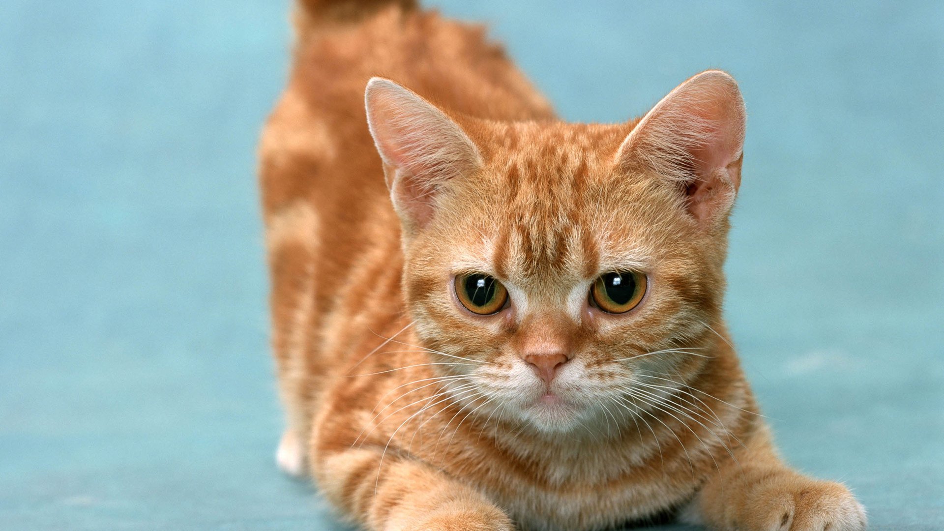 萌宠,喵星人,喵,可爱,卖萌图,古灵精怪,儿童桌面专用