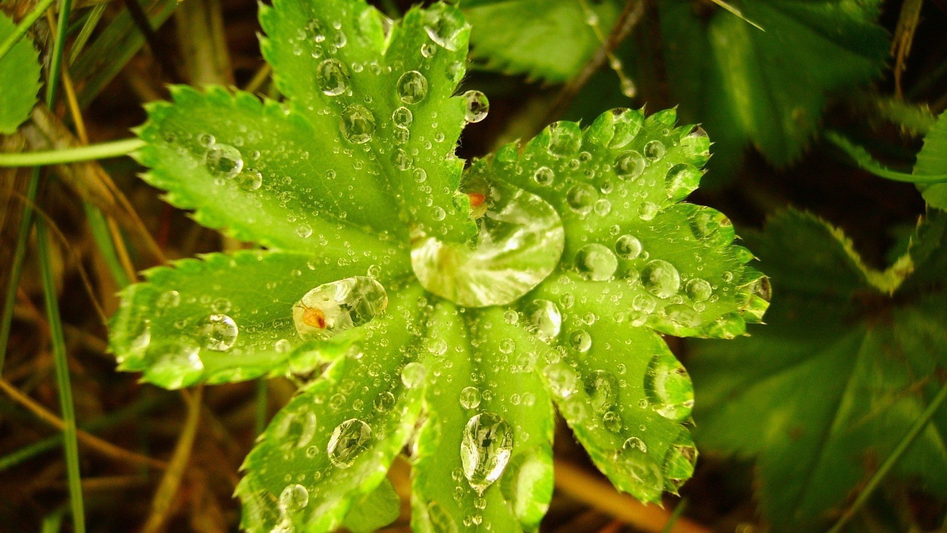 小清新,护眼壁纸,清新淡雅,儿童桌面专用