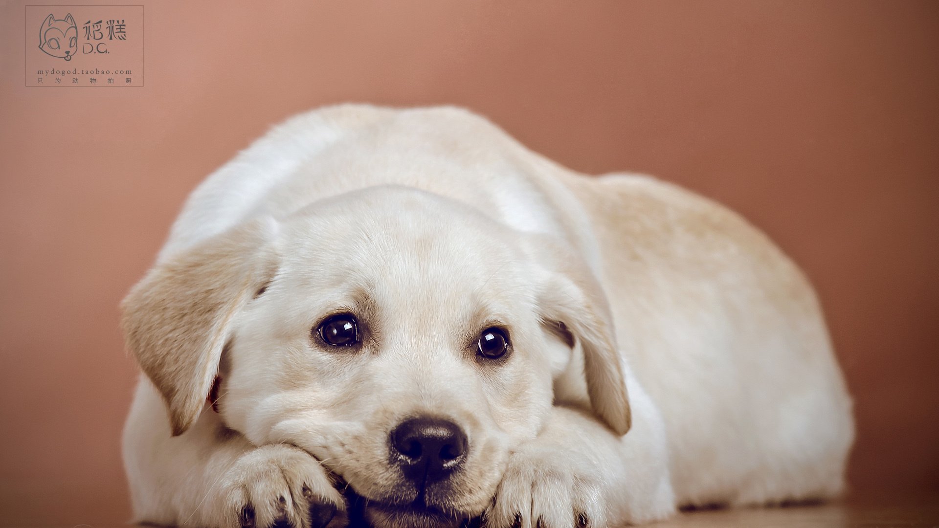 萌宠,稻糕摄影,狗,汪星人,古灵精怪,可爱,@稻糕DG宠物影像,儿童桌面专用