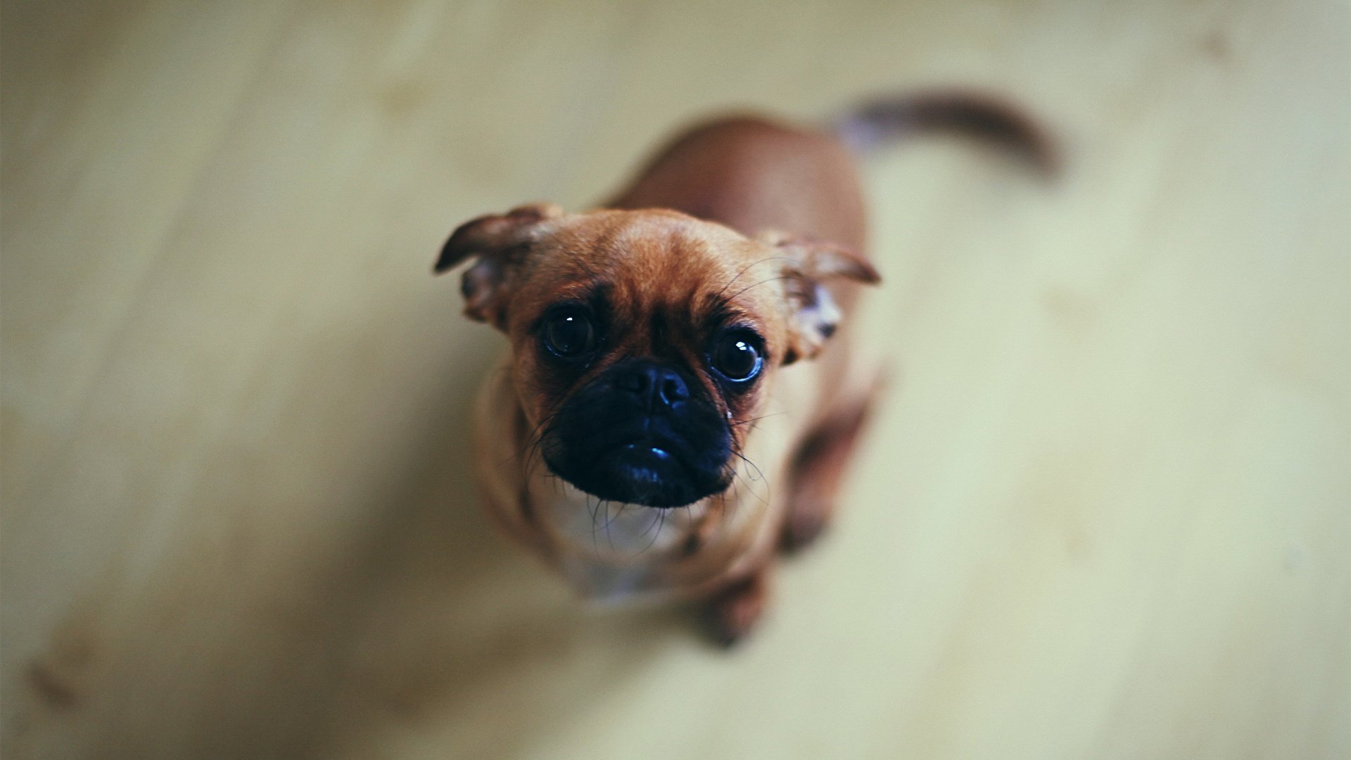 萌宠,狗,汪星人,卖萌图,可爱,古灵精怪,儿童桌面专用