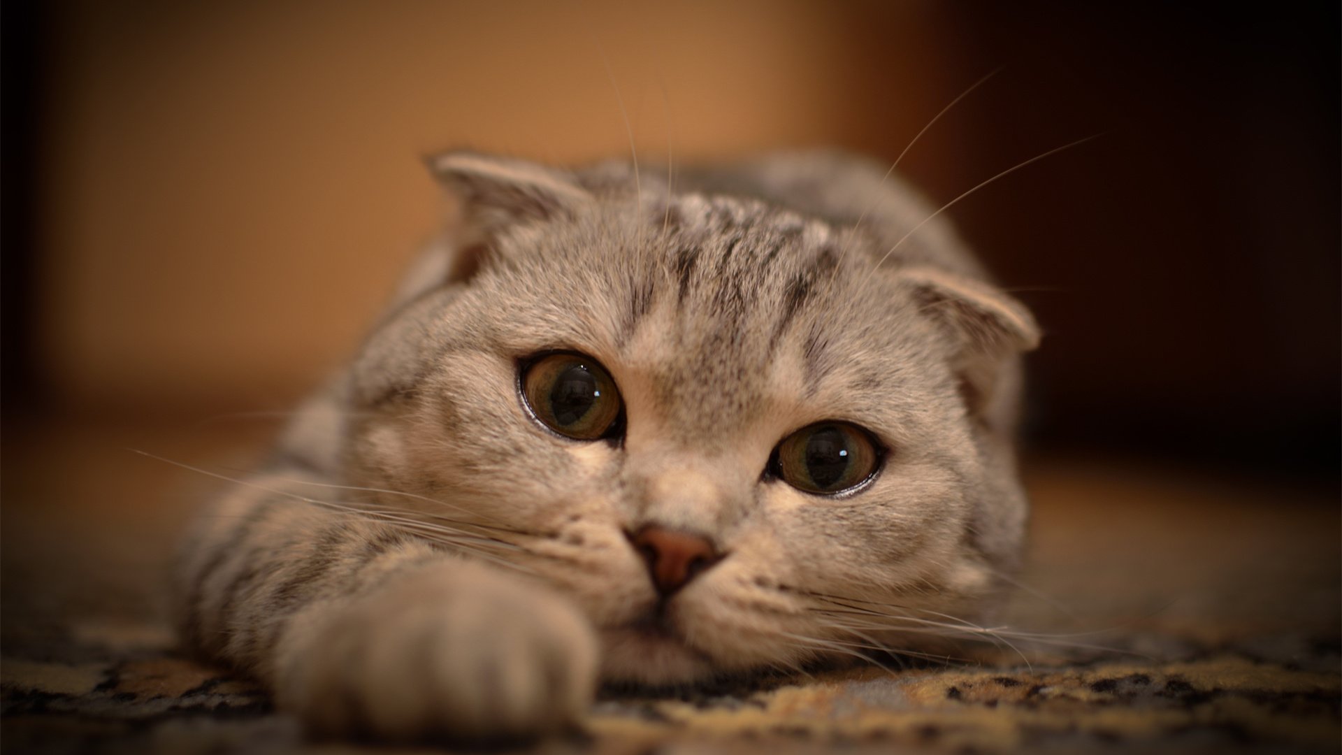 萌宠,喵星人,猫,卖萌图,可爱,古灵精怪,儿童桌面专用