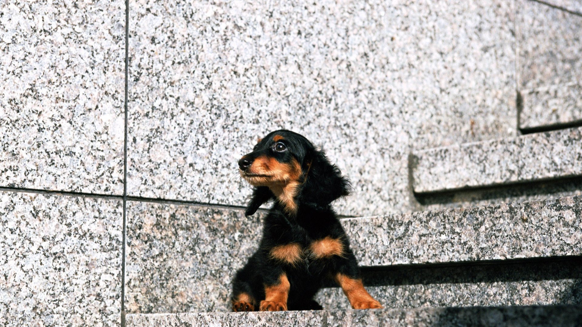 萌宠,汪星人,狗,可爱,卖萌图,儿童桌面专用