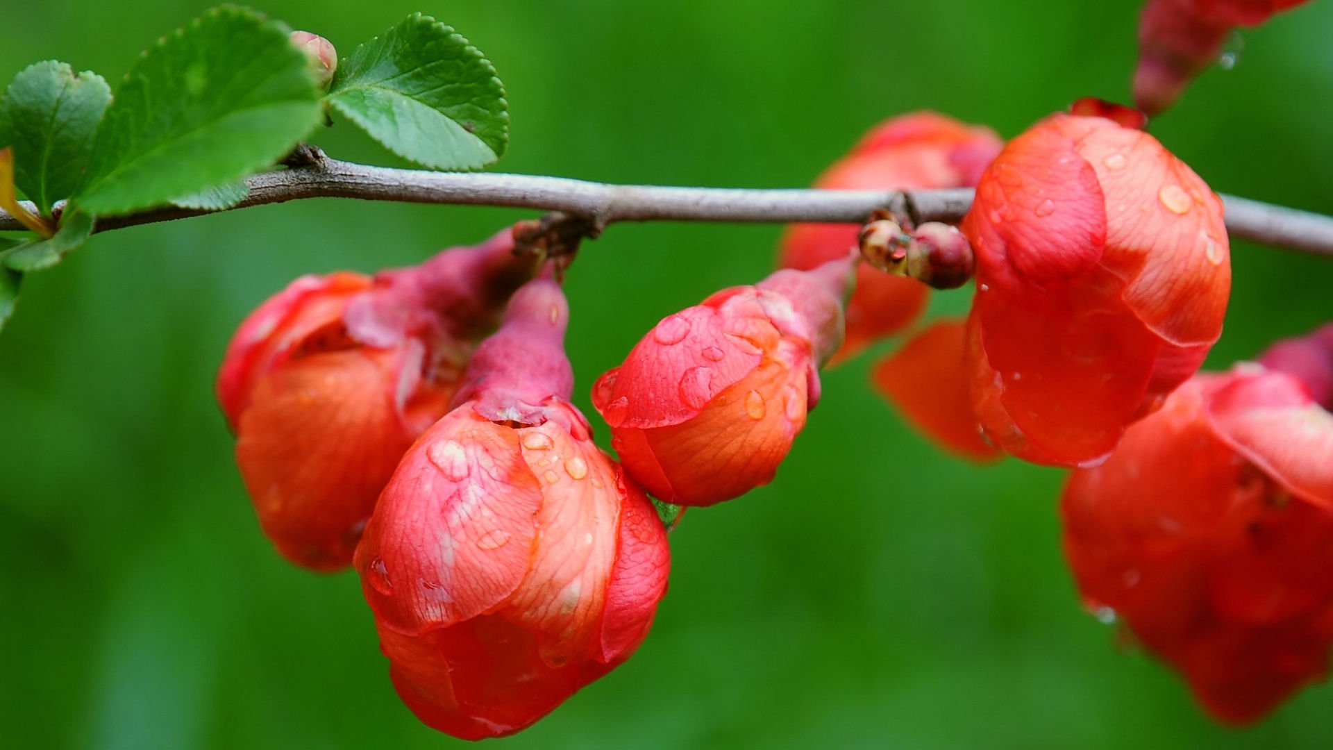 小清新,娇艳欲滴,花,儿童桌面专用