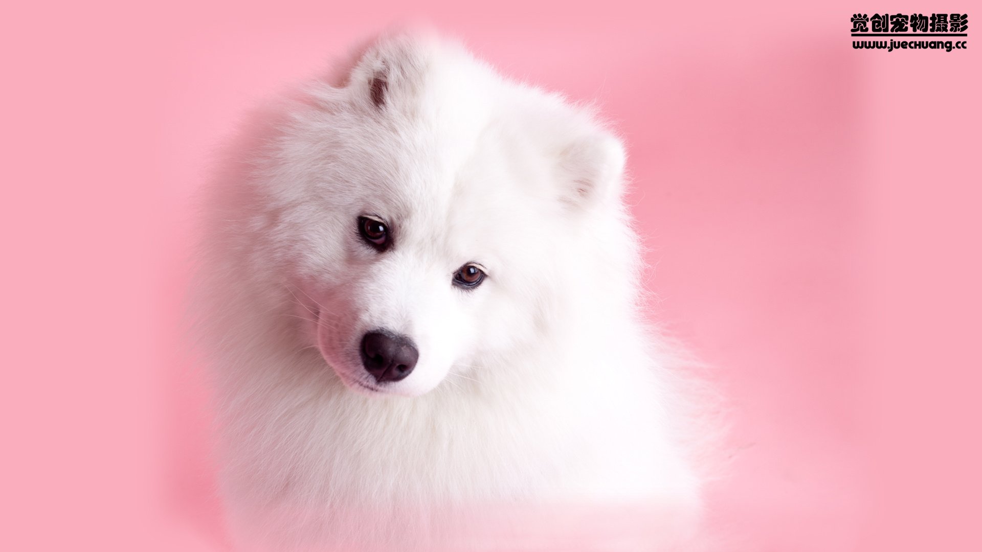 萌宠,觉创摄影,汪星人,狗,可爱,卖萌图,@觉创摄影,儿童桌面专用