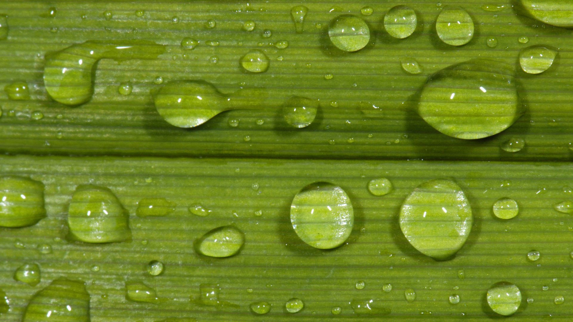 小清新,护眼壁纸,清新淡雅,儿童桌面专用