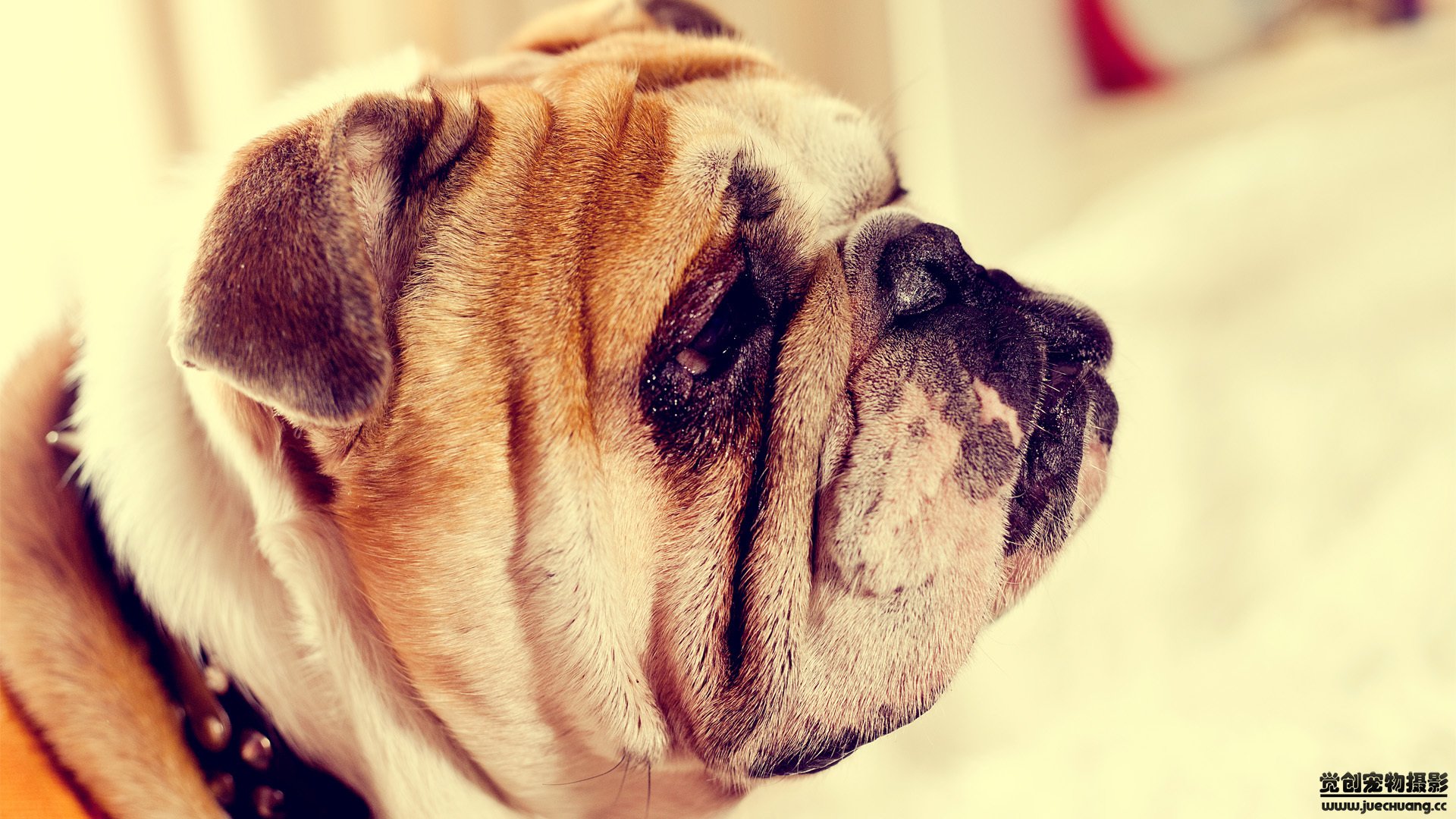 萌宠,汪星人,狗,古灵精怪,可爱,卖萌,宠物,觉创摄影,儿童桌面专用