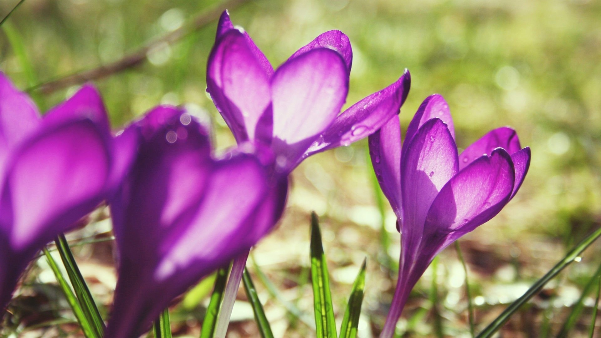 小清新,娇艳欲滴,花,儿童桌面专用
