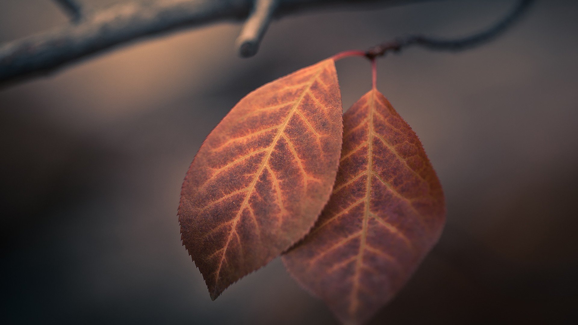 小清新,清新淡雅,叶