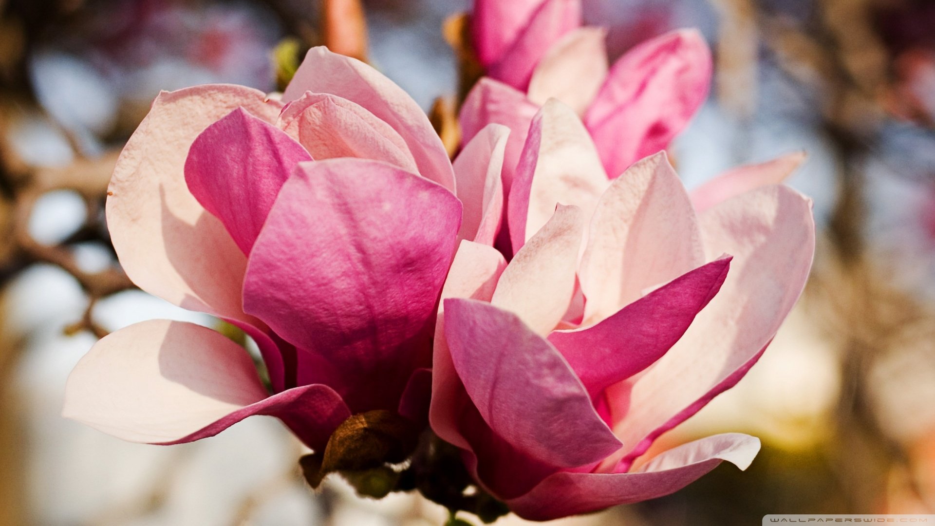 风景,春意盎然,儿童桌面专用