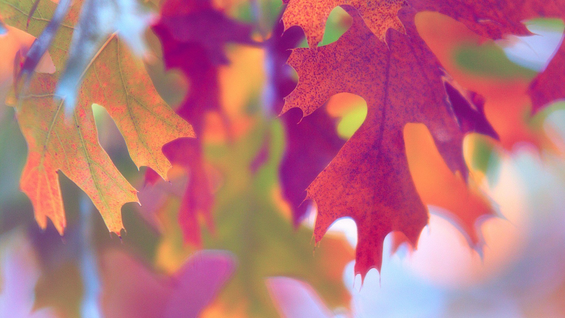 小清新,娇艳欲滴,花,儿童桌面专用