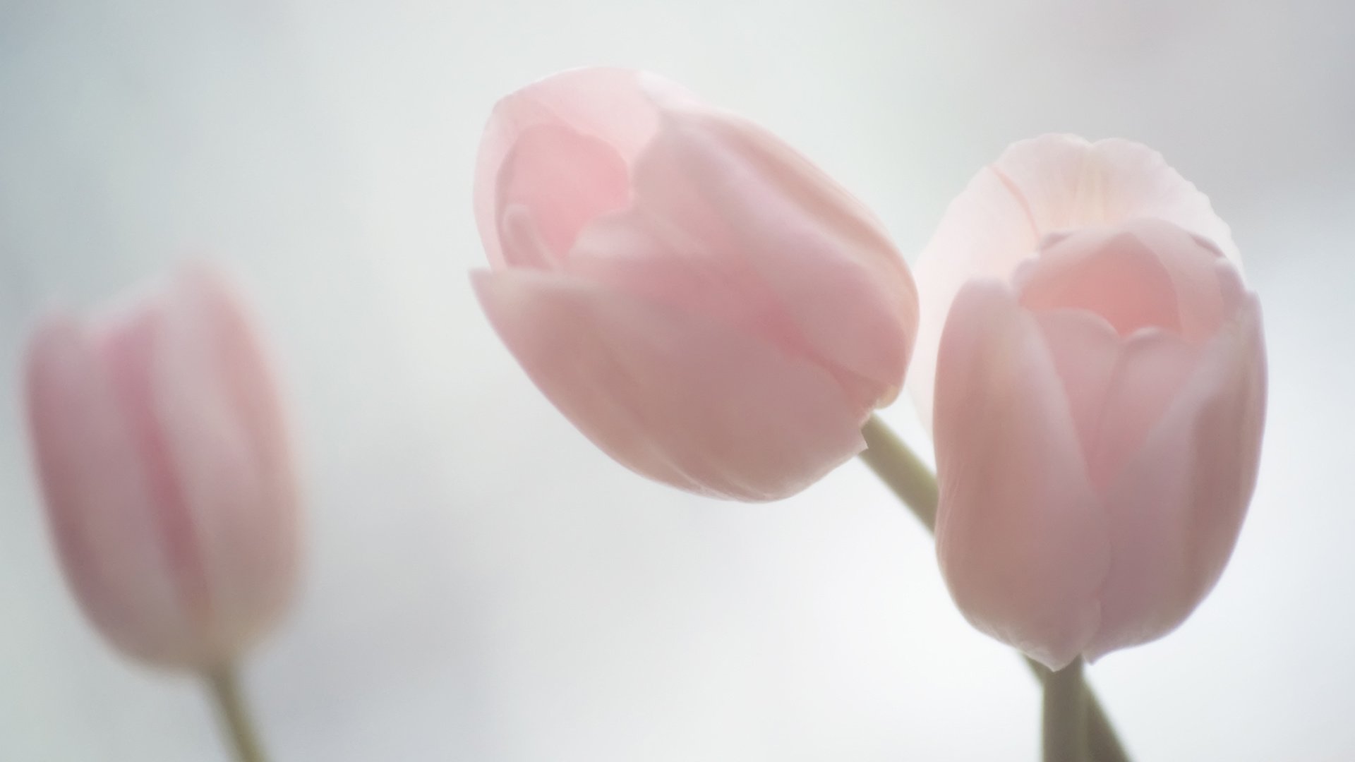 小清新,清新淡雅,娇艳欲滴,花,儿童桌面专用