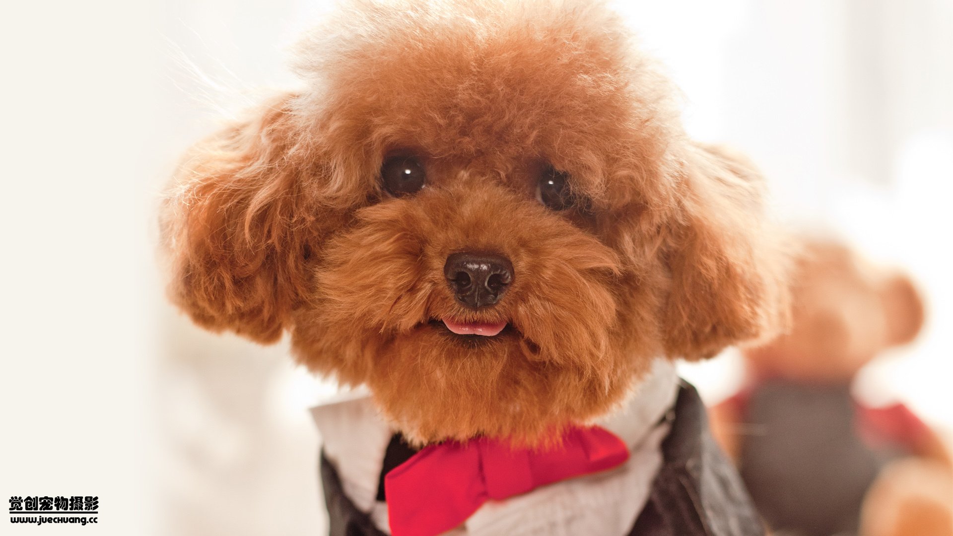 萌宠,觉创摄影,汪星人,狗,可爱,卖萌图,@觉创摄影,儿童桌面专用