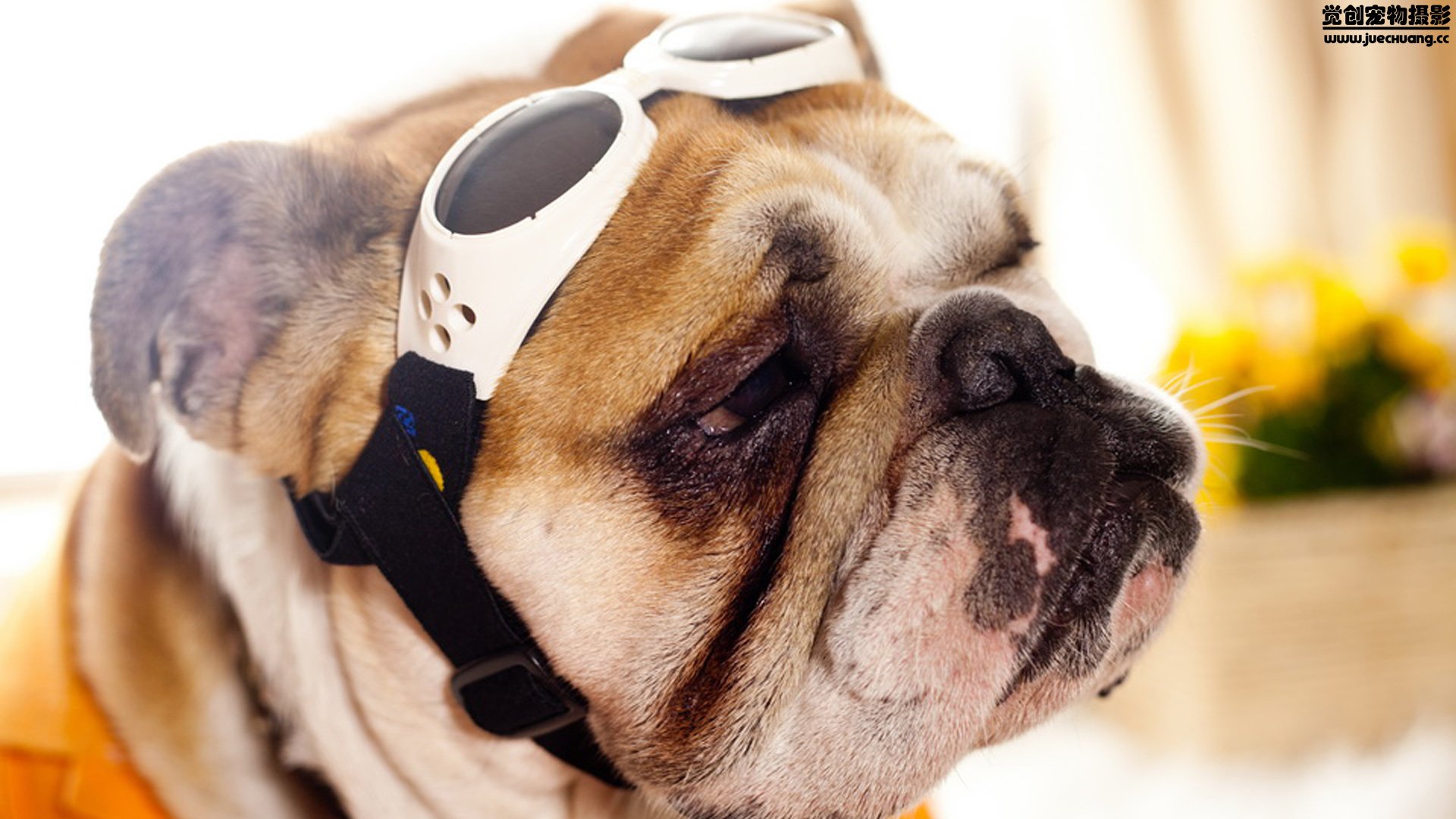 萌宠,汪星人,狗,可爱,卖萌,宠物,古灵精怪,觉创摄影,儿童桌面专用