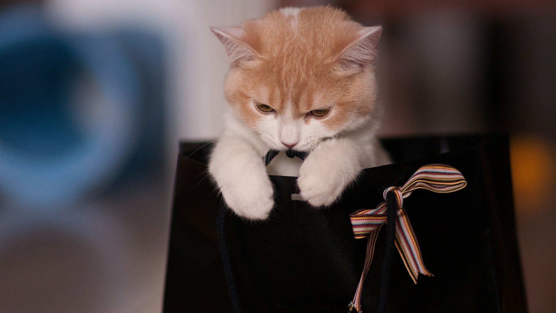 萌宠,猫,喵星人,卖萌图,可爱,古灵精怪,儿童桌面专用