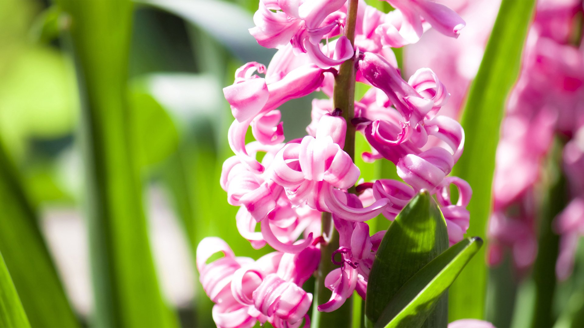 小清新,娇艳欲滴,花,儿童桌面专用