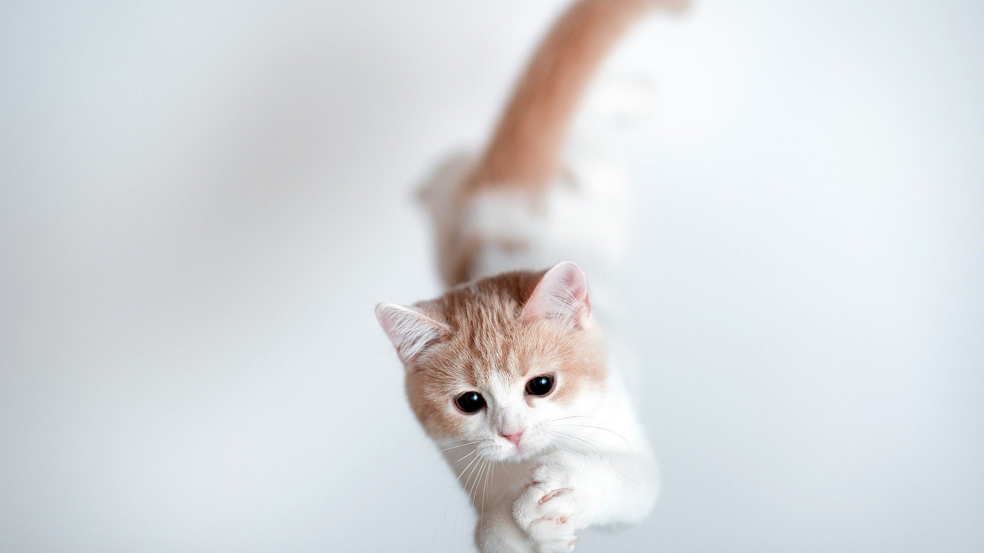 萌宠,猫,喵星人,卖萌图,可爱,古灵精怪,儿童桌面专用