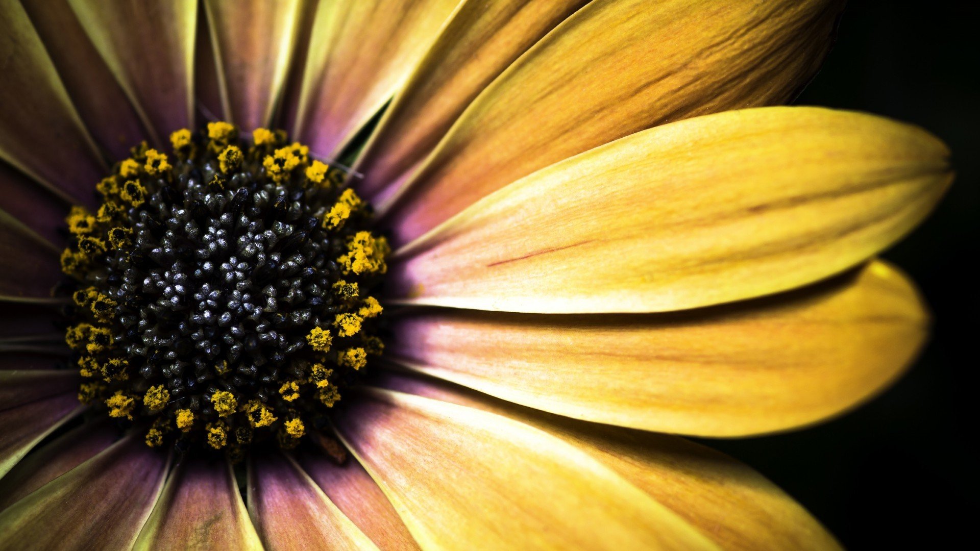 小清新,娇艳欲滴,花,儿童桌面专用