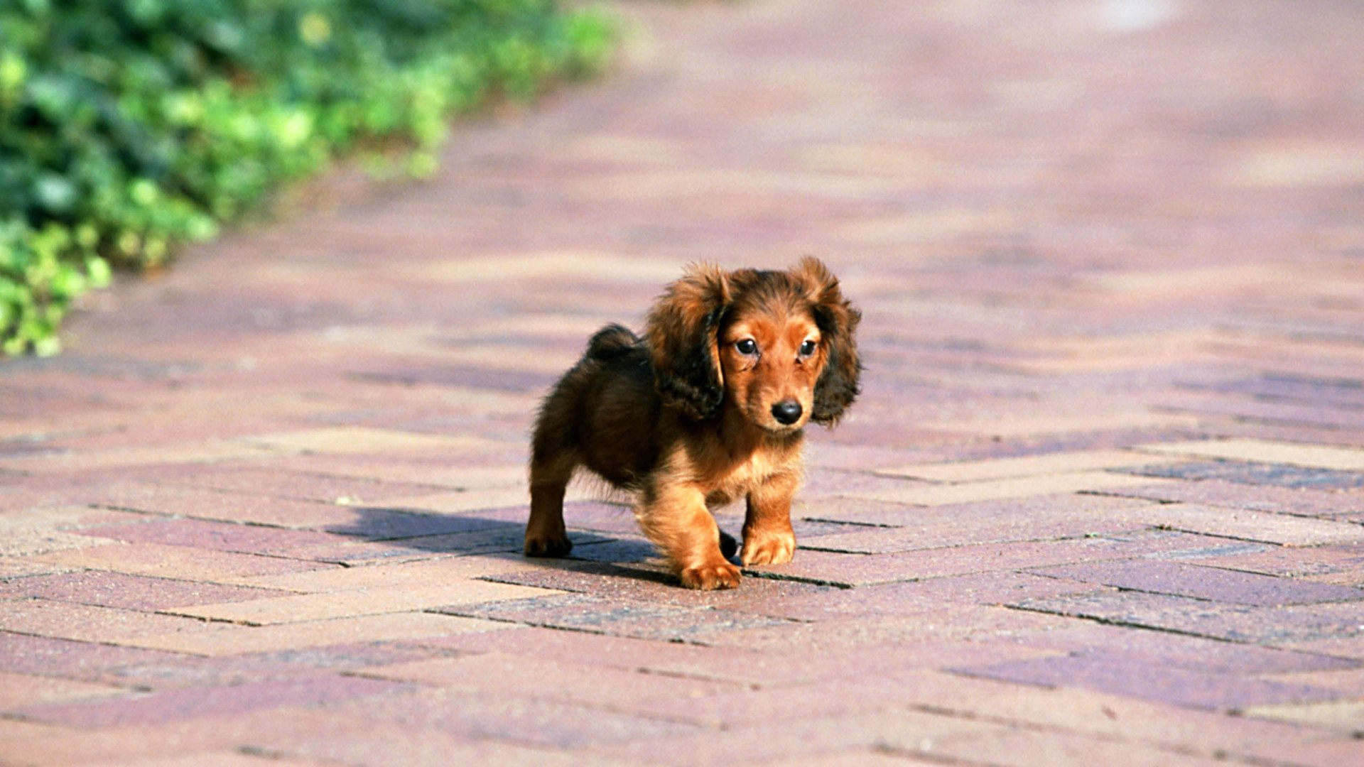 萌宠,汪星人,狗,可爱,卖萌图,儿童桌面专用