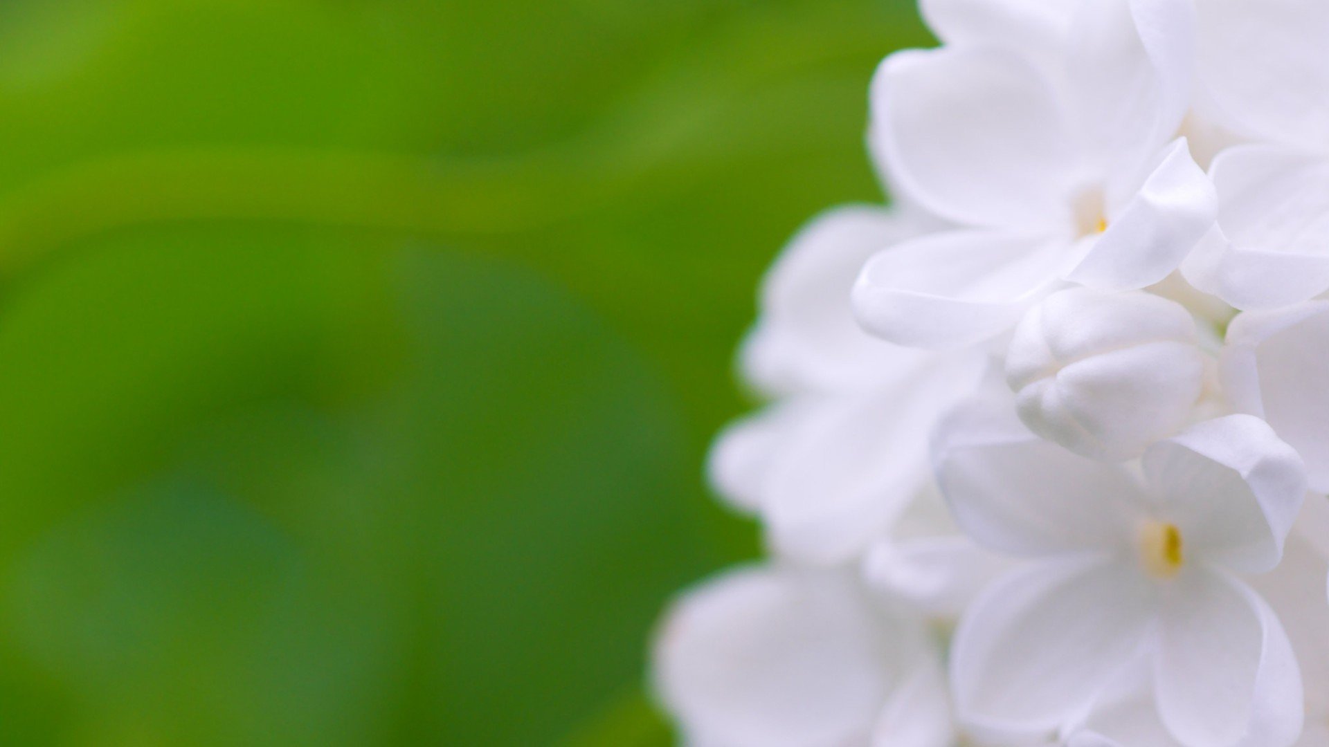 小清新,清新淡雅,花,儿童桌面专用