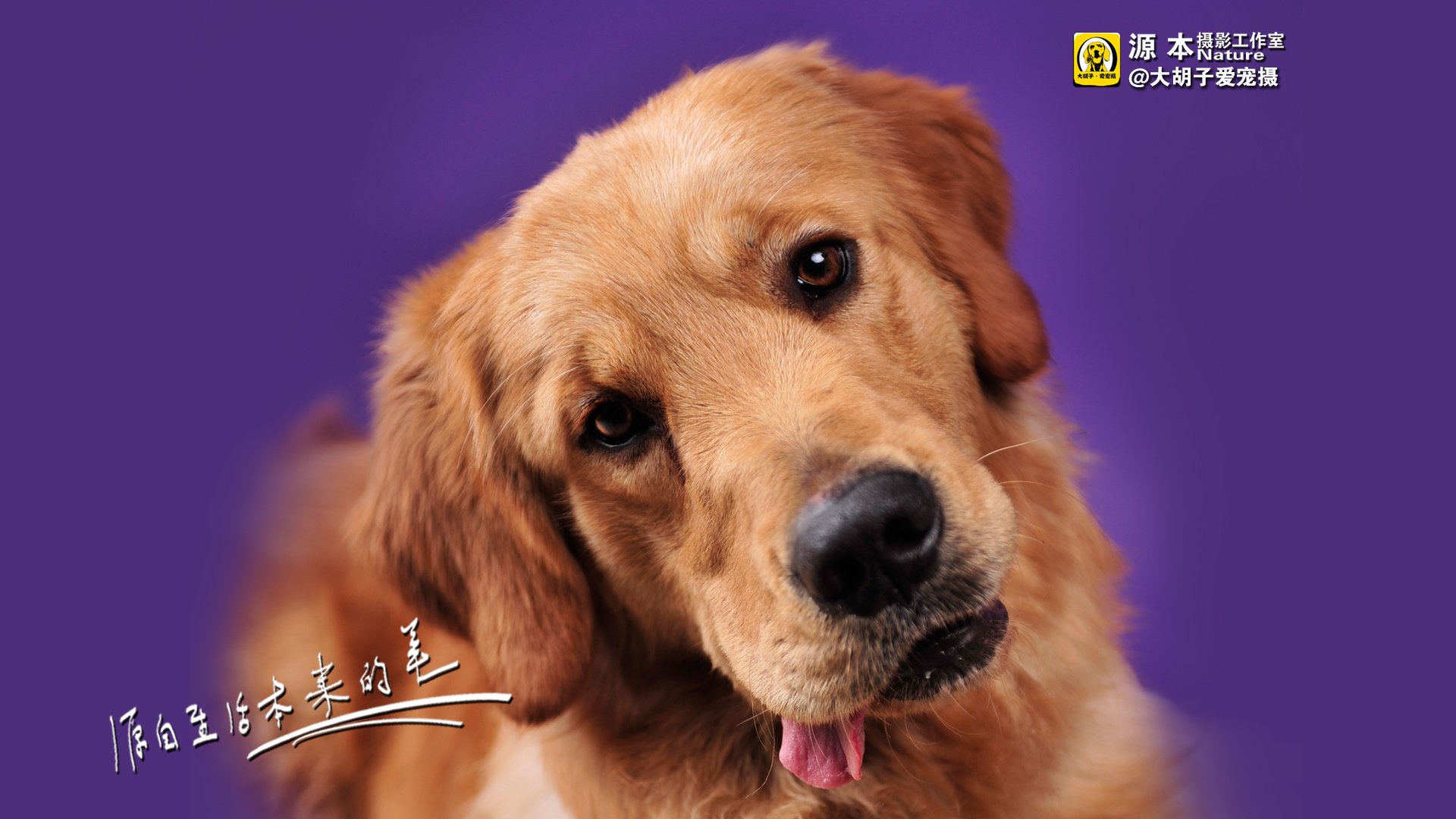 萌宠,狗,汪星人,卖萌图,可爱,古灵精怪,独家首发,源本摄影,@大胡子爱宠摄,儿童桌面专用