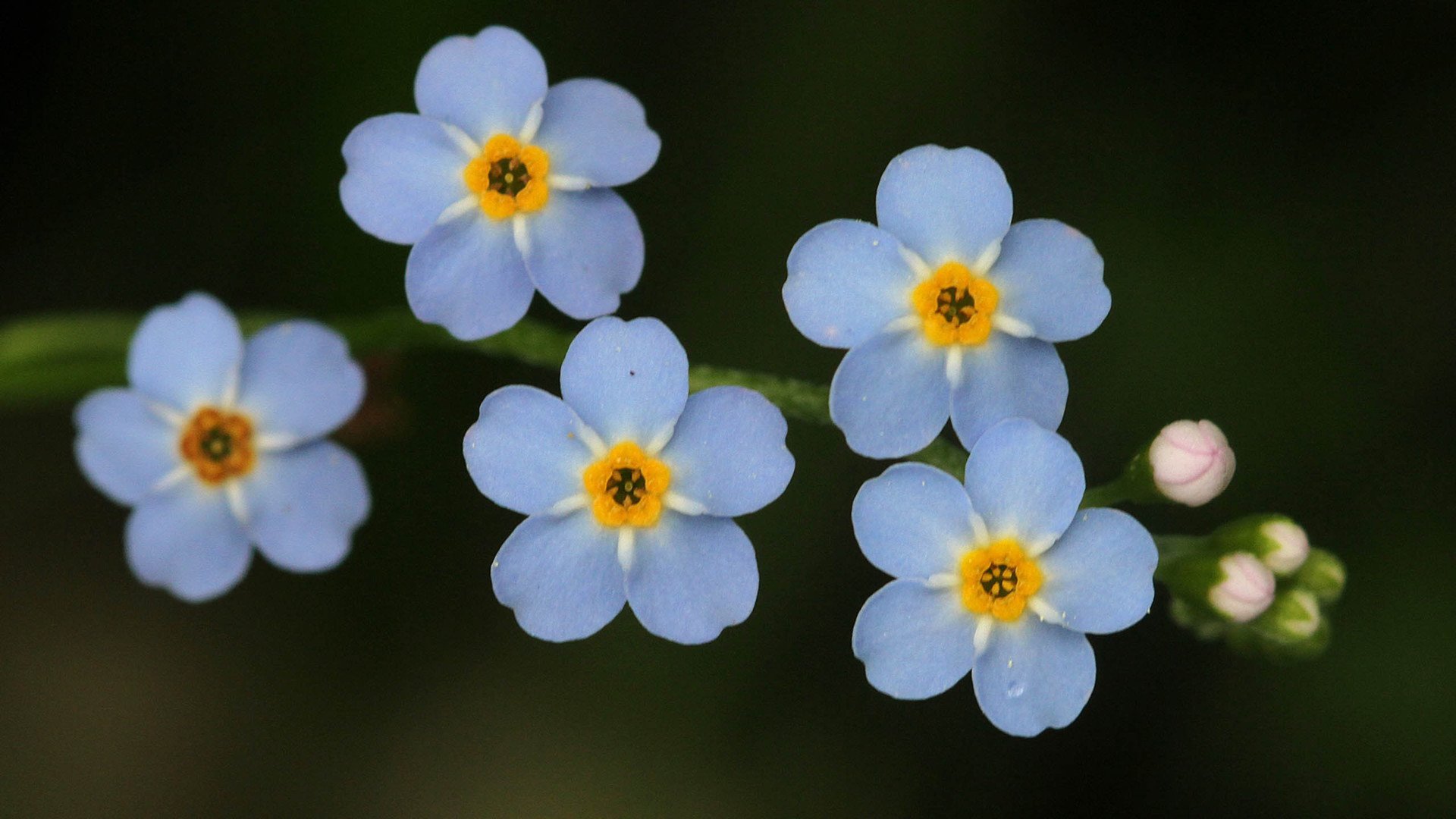小清新,娇艳欲滴,花,儿童桌面专用