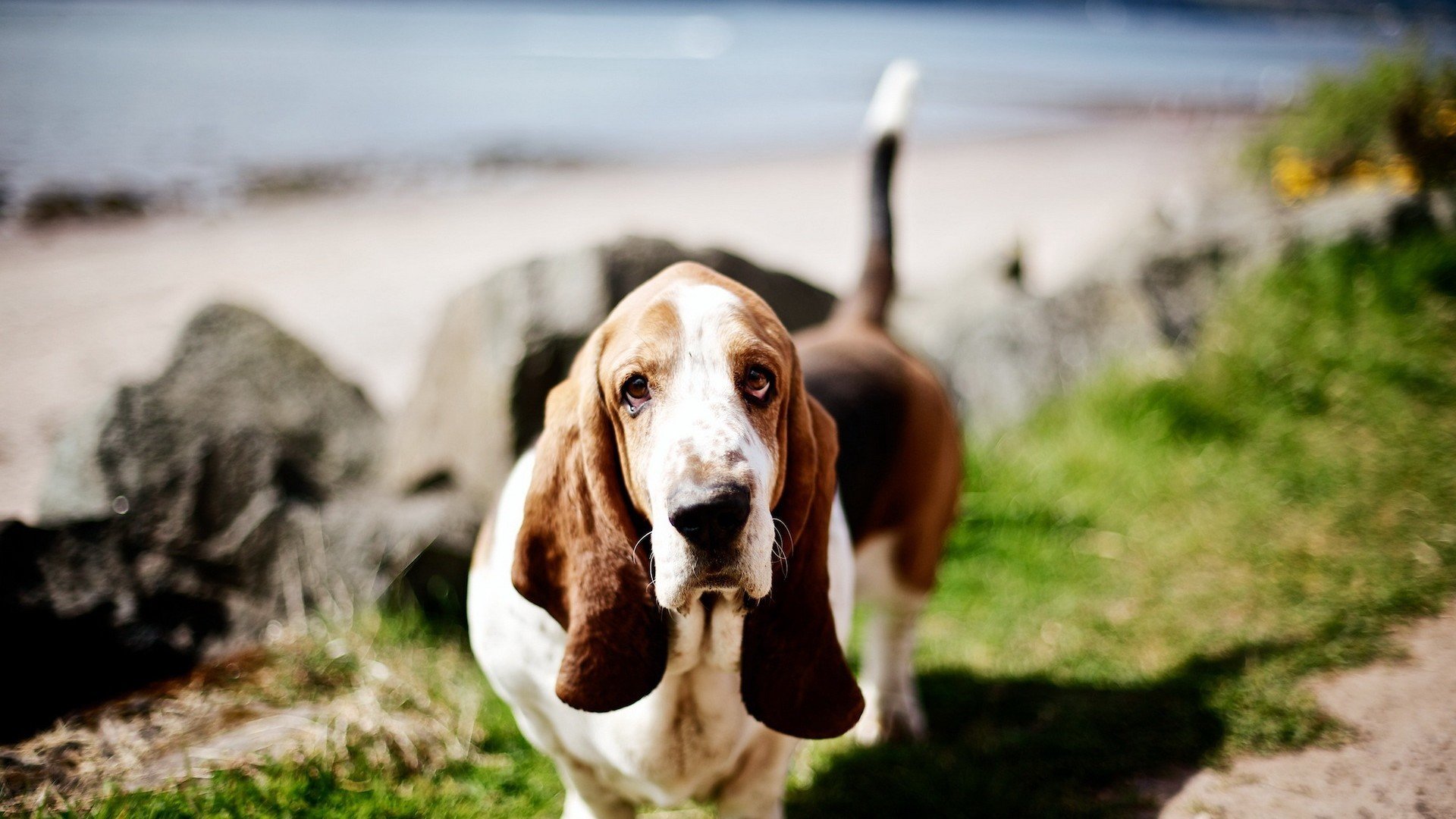 萌宠,狗,汪星人,古灵精怪,可爱,儿童桌面专用