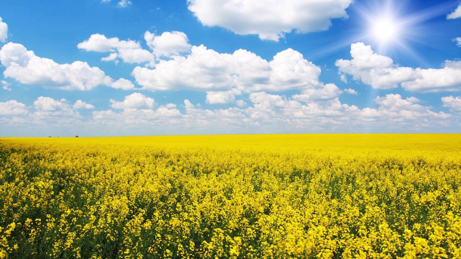 小清新,护眼壁纸,舒缓压力,儿童桌面专用