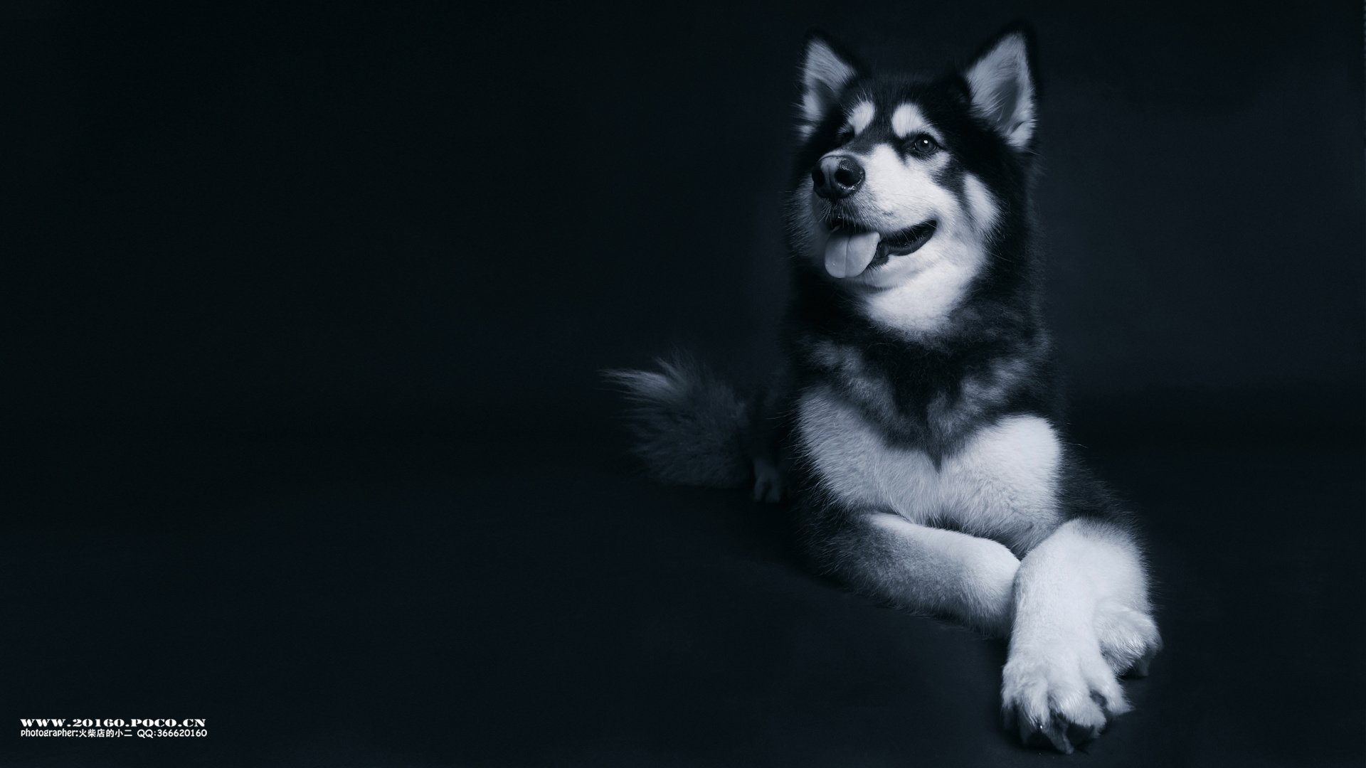 萌宠,狗,汪星人,卖萌图,古灵精怪,可爱,火柴摄影,独家首发,@摄影师火柴店的小二,儿童桌面专用