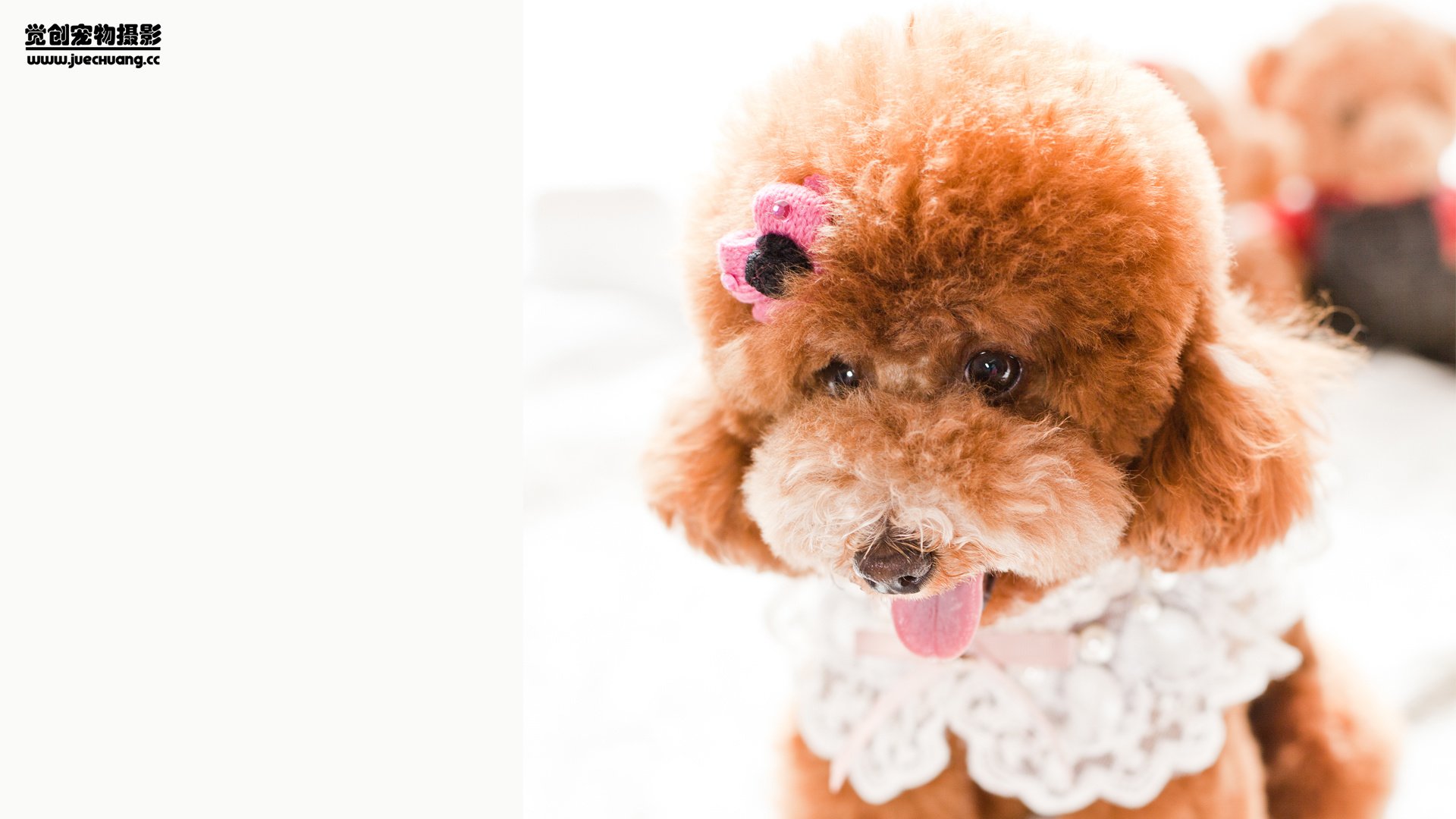 萌宠,汪星人,狗,可爱,卖萌图,古灵精怪,觉创摄影,@觉创摄影,儿童桌面专用