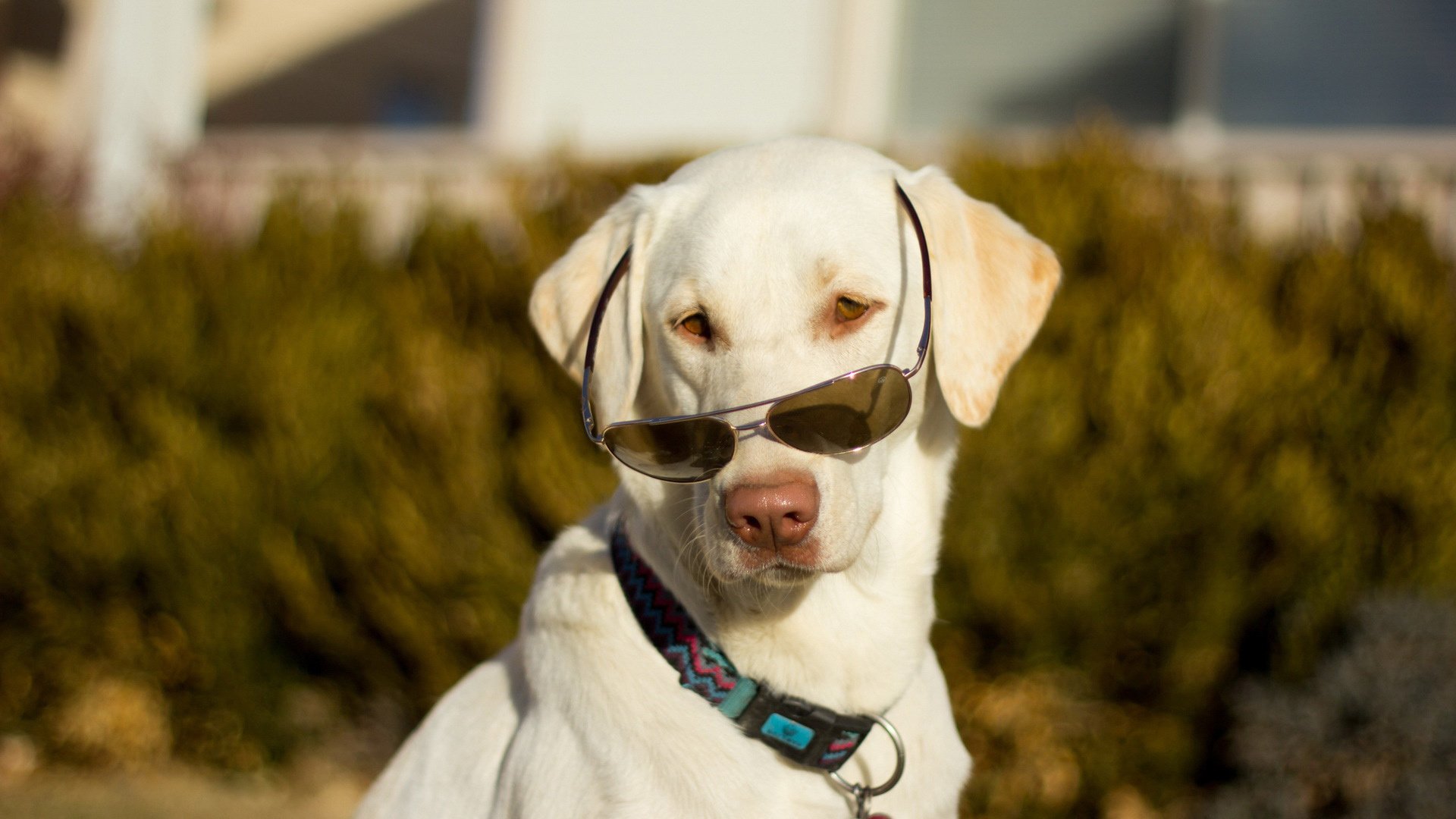 萌宠,狗,汪星人,卖萌图,可爱,古灵精怪,儿童桌面专用