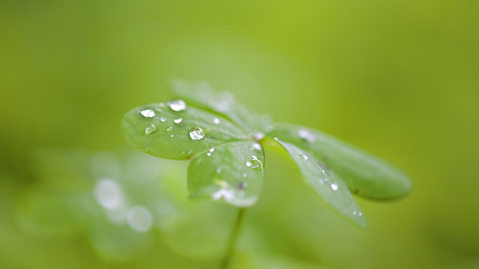 小清新,清新淡雅,护眼壁纸,叶,儿童桌面专用