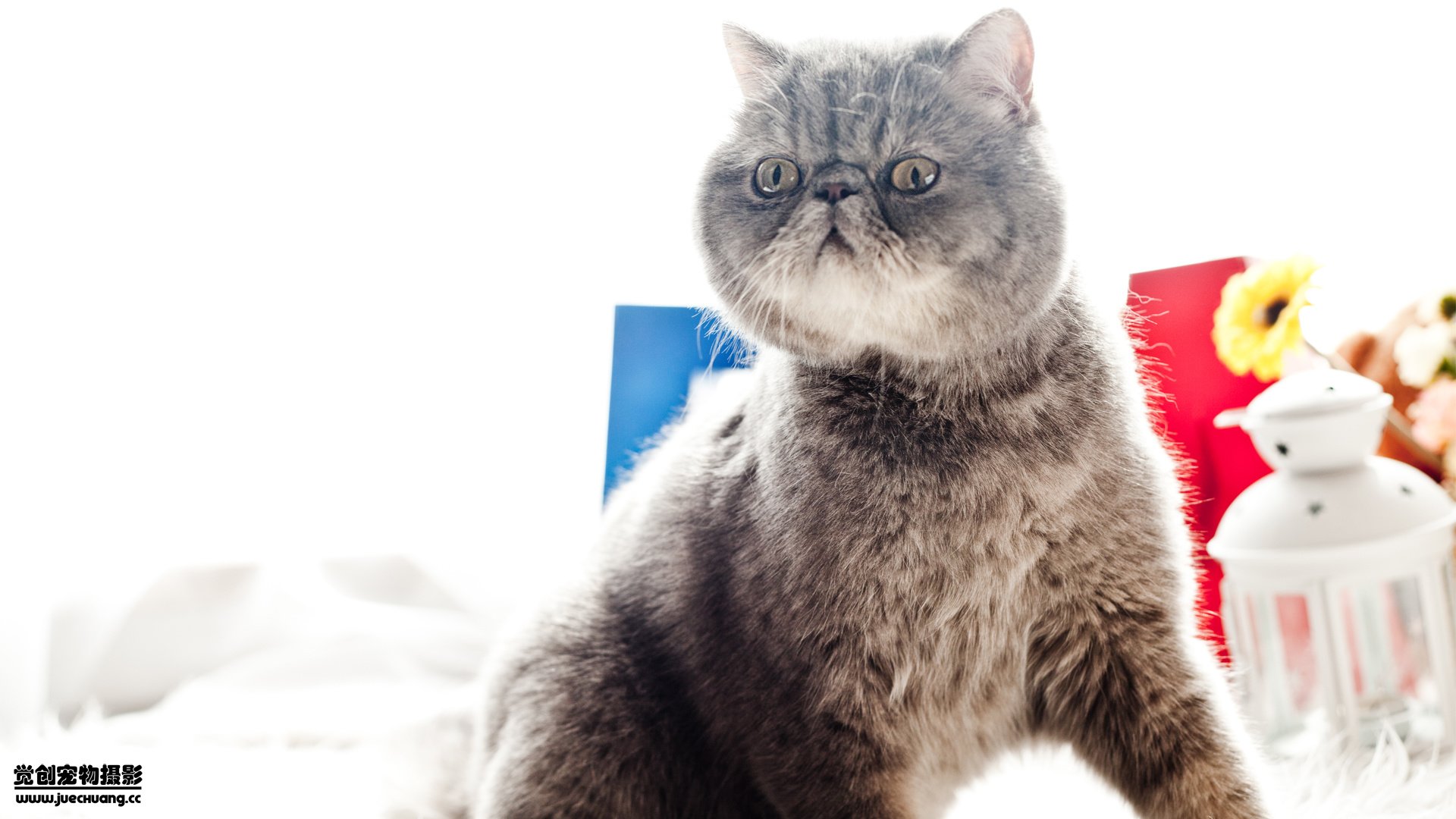 萌宠,觉创摄影,喵星人,喵,可爱,卖萌图,@觉创摄影,儿童桌面专用