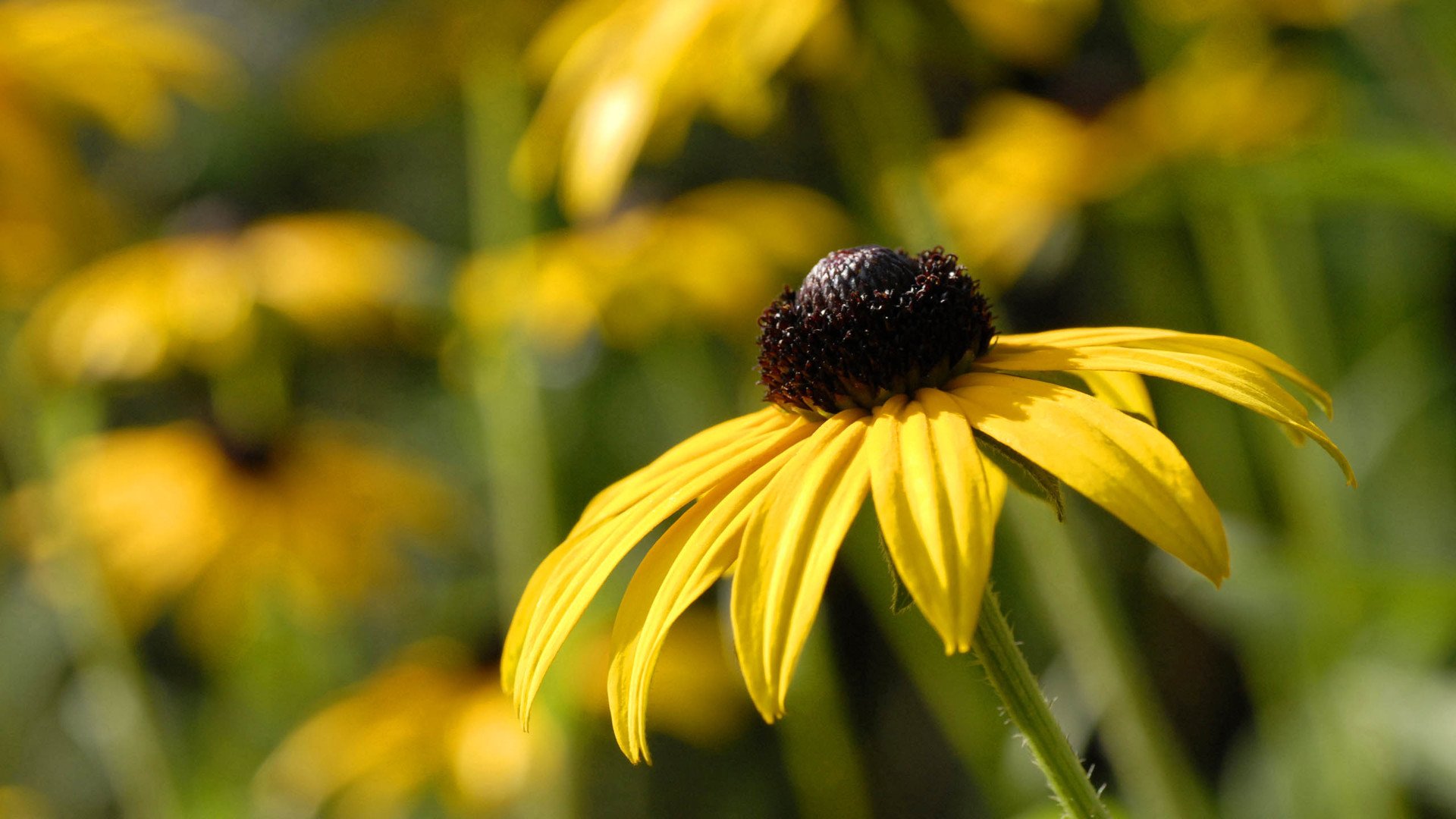 小清新,娇艳欲滴,花,儿童桌面专用