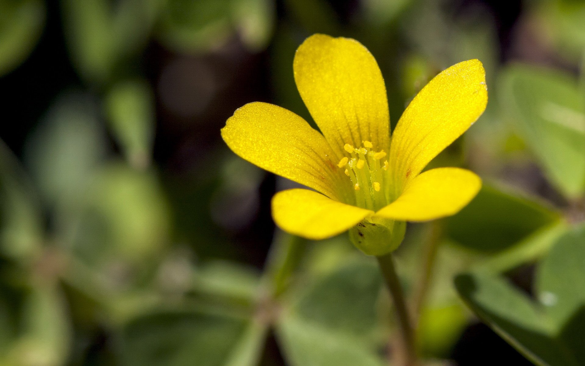 风景,春意盎然,儿童桌面专用