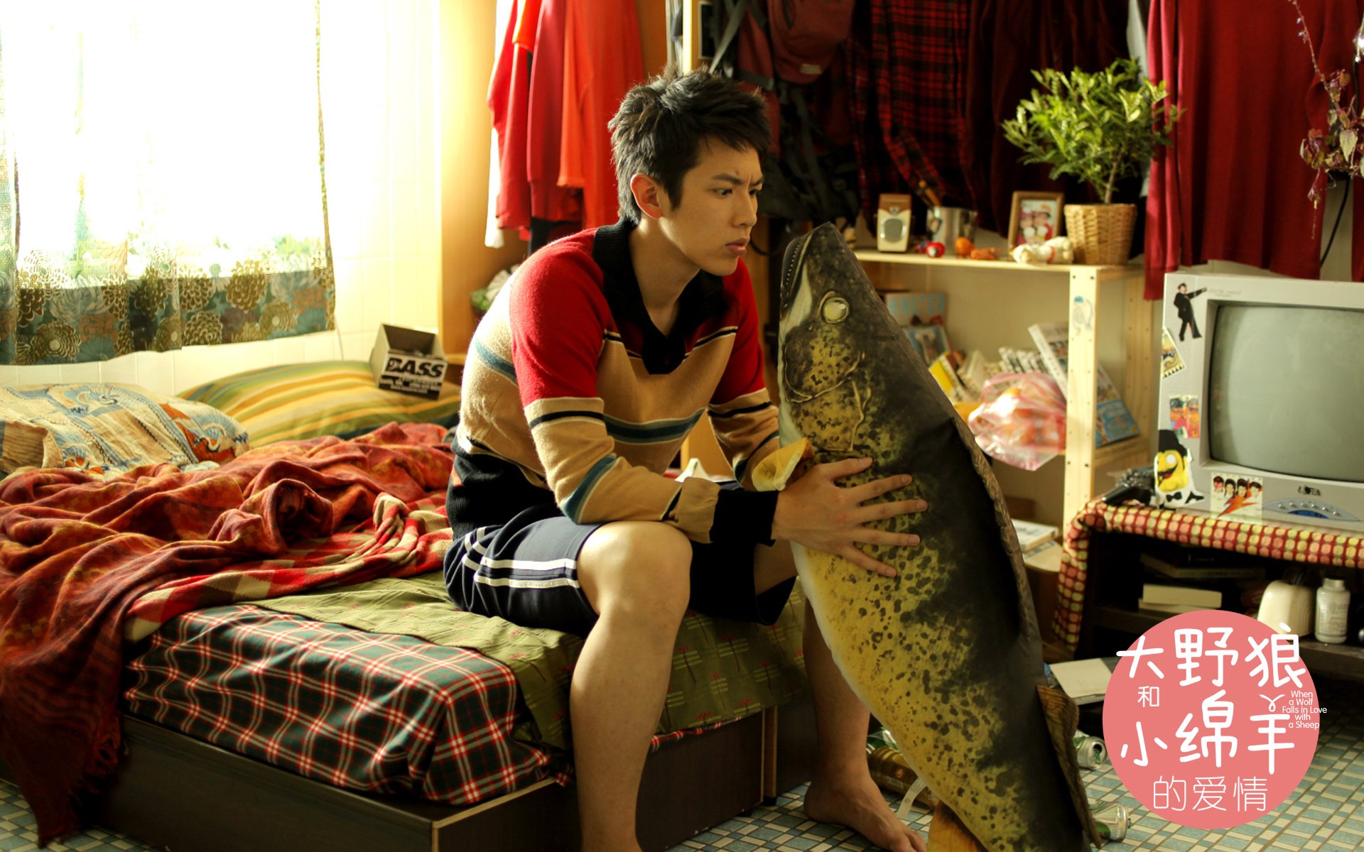 影视,大野狼小绵羊的爱情,独家首发,@大野狼小绵羊的爱情