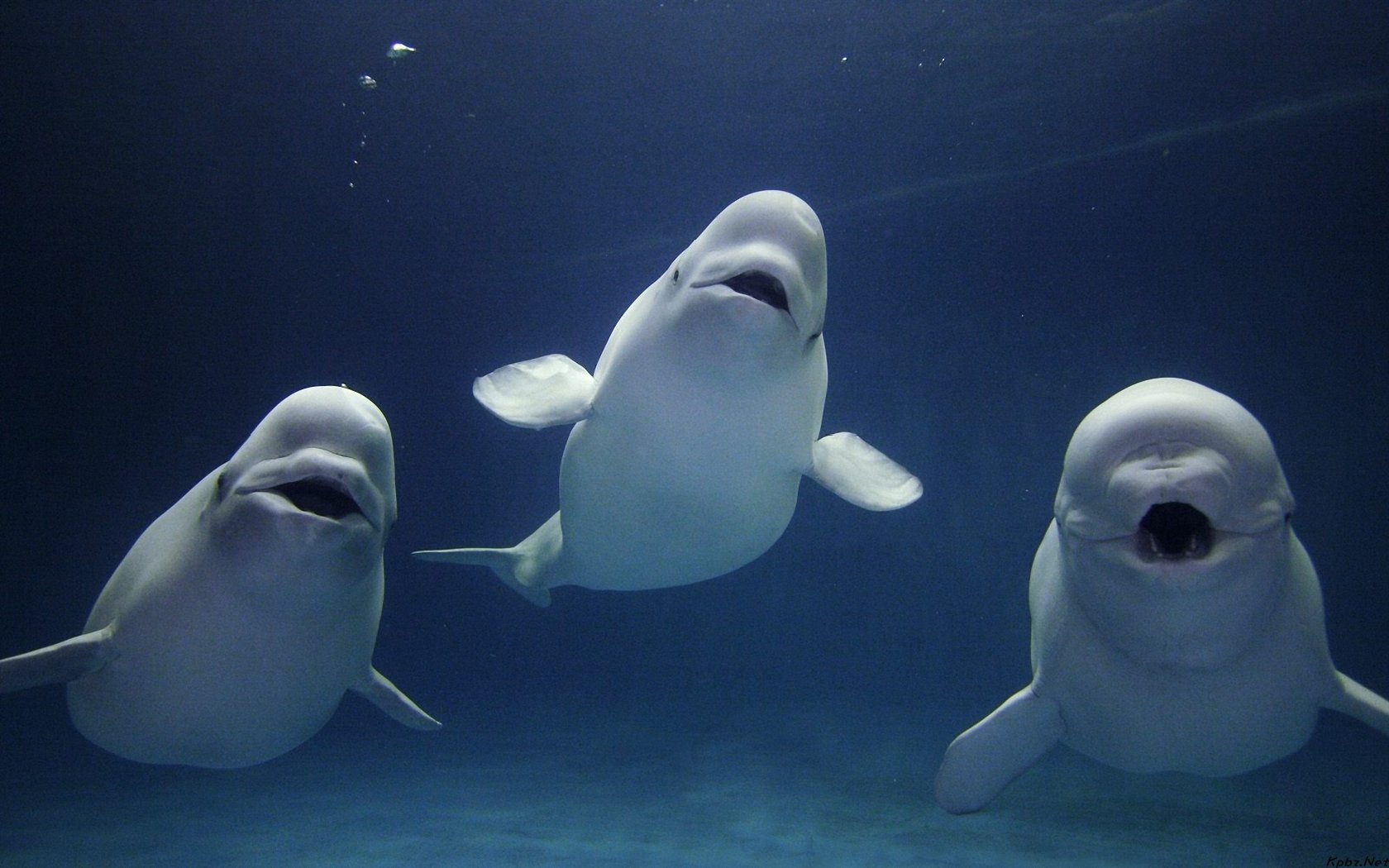 萌宠,海豚,海底世界,儿童桌面专用