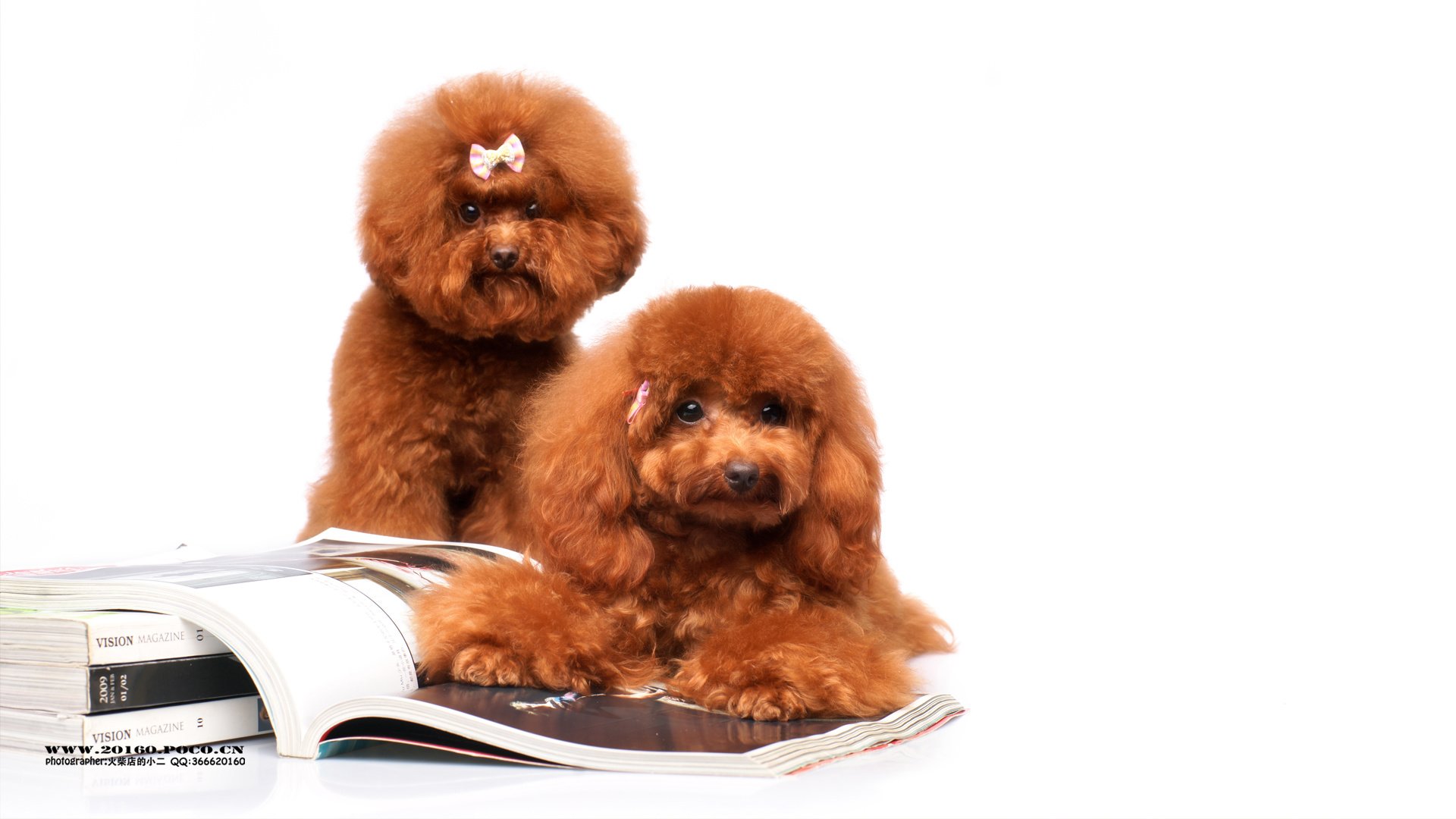 萌宠,狗,汪星人,可爱,古灵精怪,火柴摄影,@摄影师火柴店的小二,儿童桌面专用