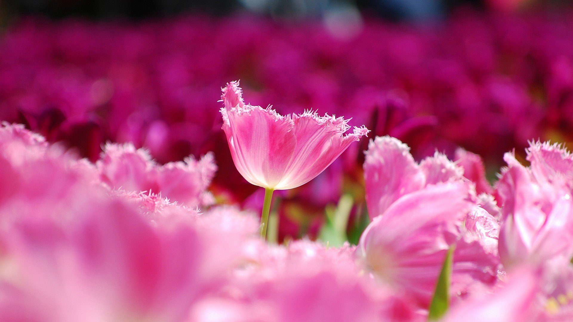 小清新,娇艳欲滴,花,儿童桌面专用