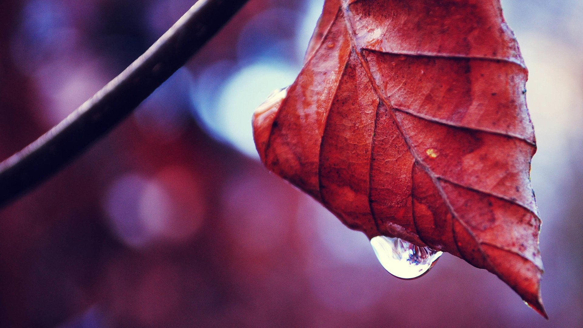 小清新,清新淡雅,儿童桌面专用