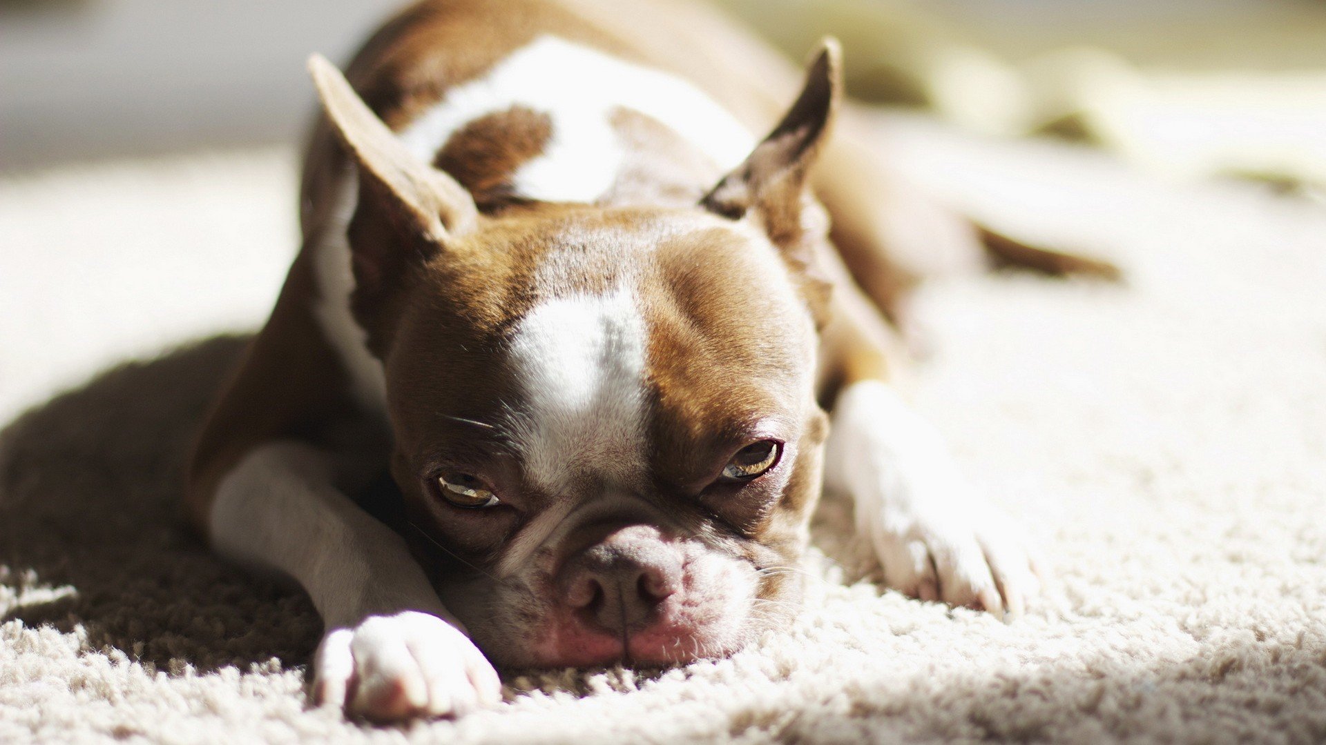 萌宠,狗,汪星人,古灵精怪,可爱,儿童桌面专用