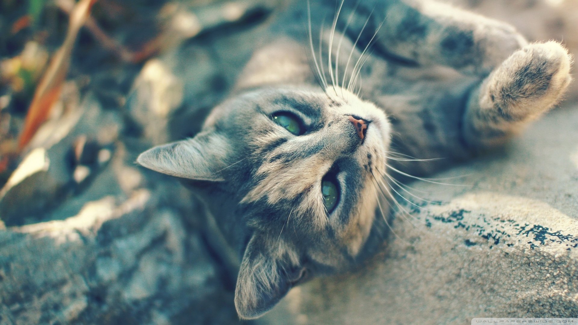 萌宠,喵星人,猫咪,猫,儿童桌面专用