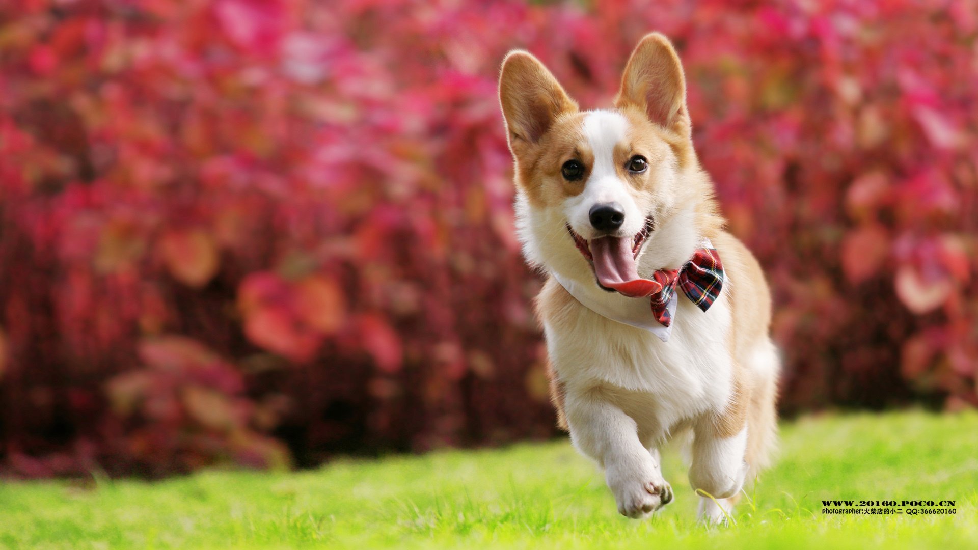 萌宠,狗,汪星人,可爱,古灵精怪,火柴摄影,@摄影师火柴店的小二,儿童桌面专用