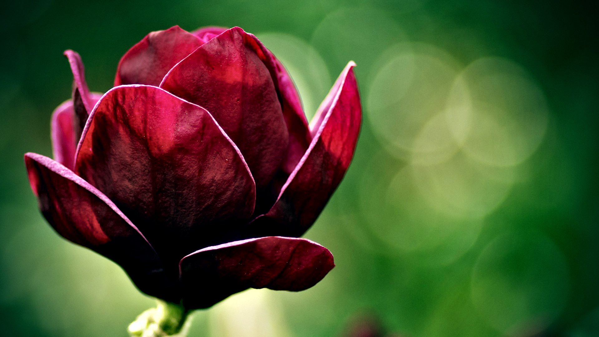 小清新,娇艳欲滴,花,儿童桌面专用