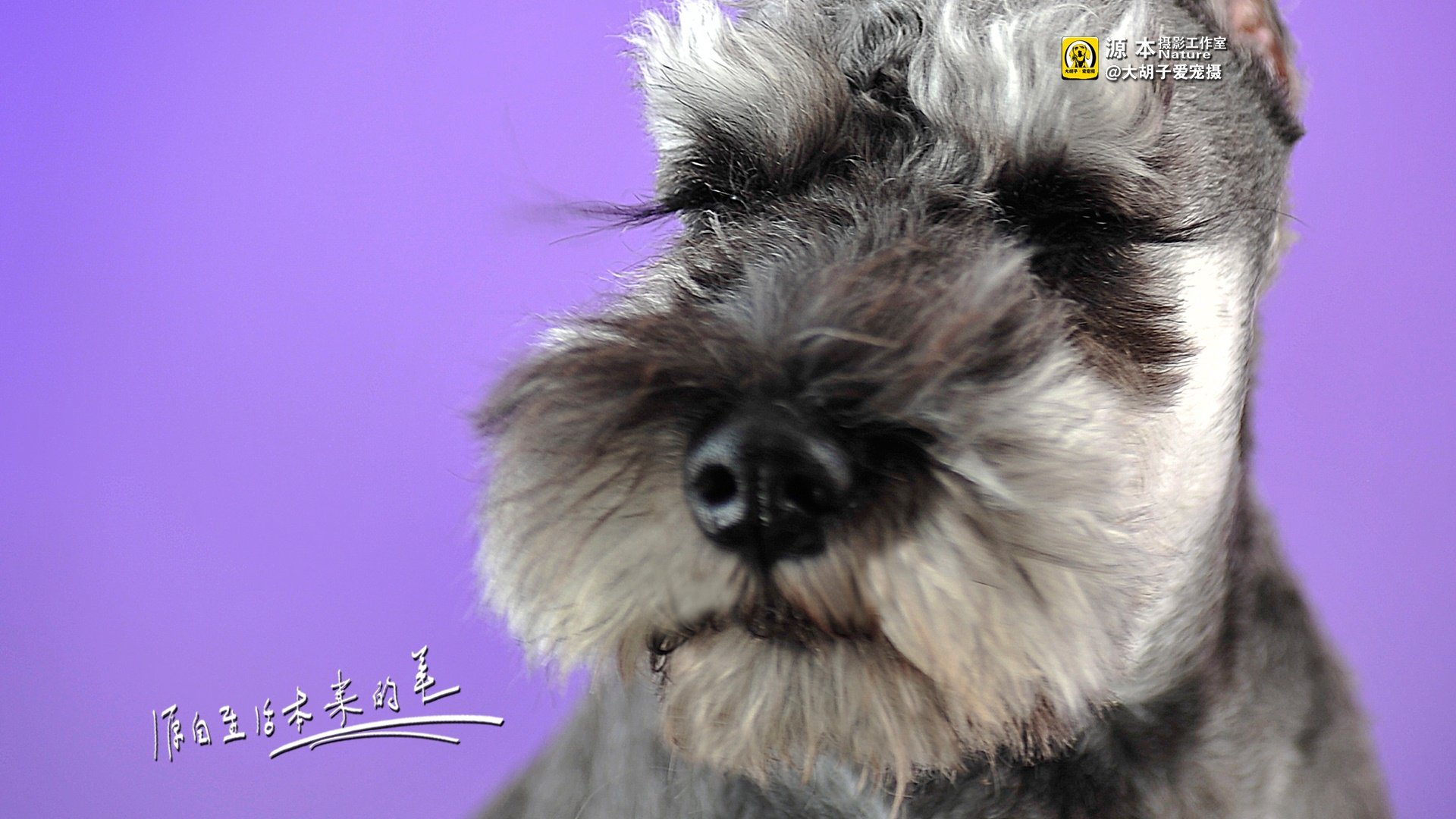 萌宠,源本摄影,狗狗,狗,雪纳瑞,独家首发,@大胡子爱宠摄,儿童桌面专用