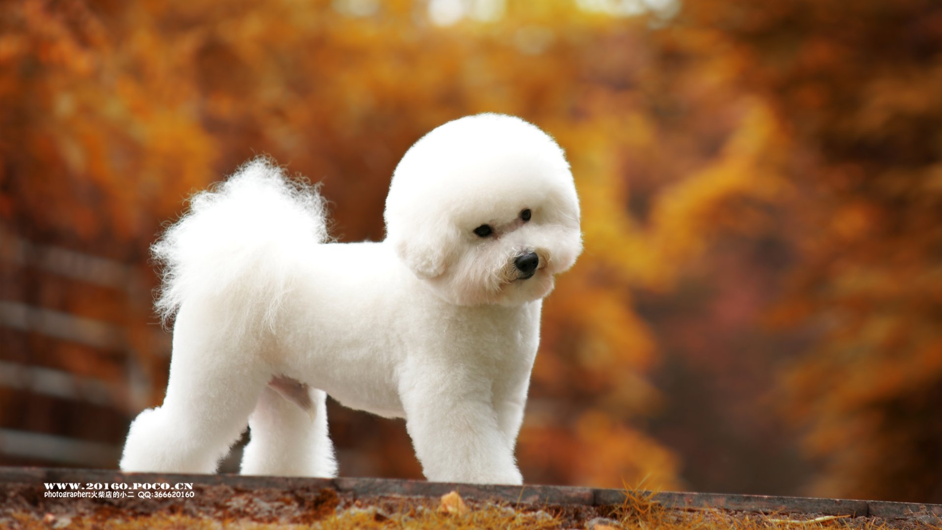 萌宠,摄影,狗,汪星人,火柴摄影,独家首发,@摄影师火柴店的小二,儿童桌面专用