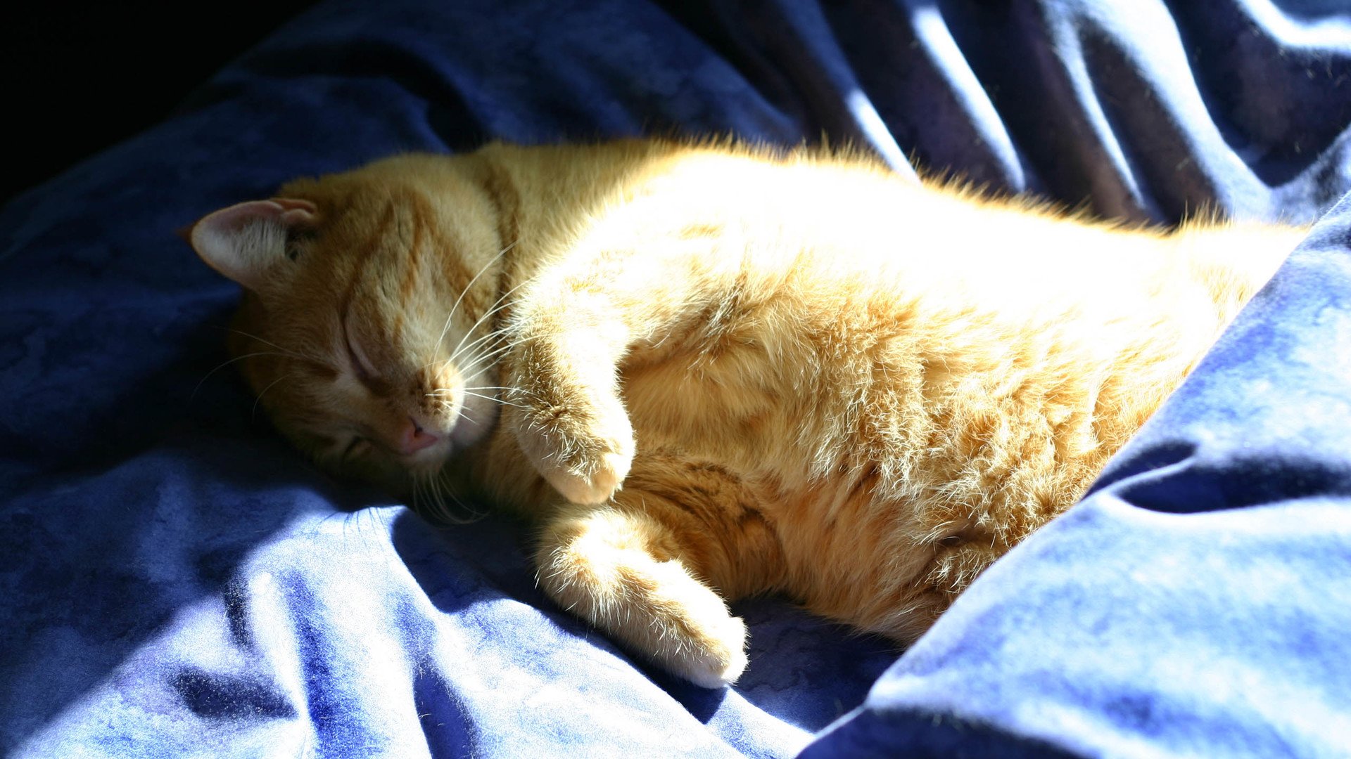 萌宠,喵星人,猫,猫咪,瞌睡,儿童桌面专用